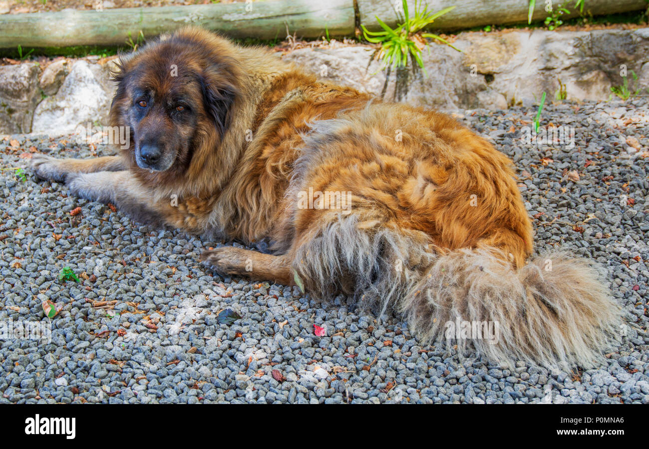 Un chien portugais Serra da Estrela portant dans un jardin Photo Stock -  Alamy