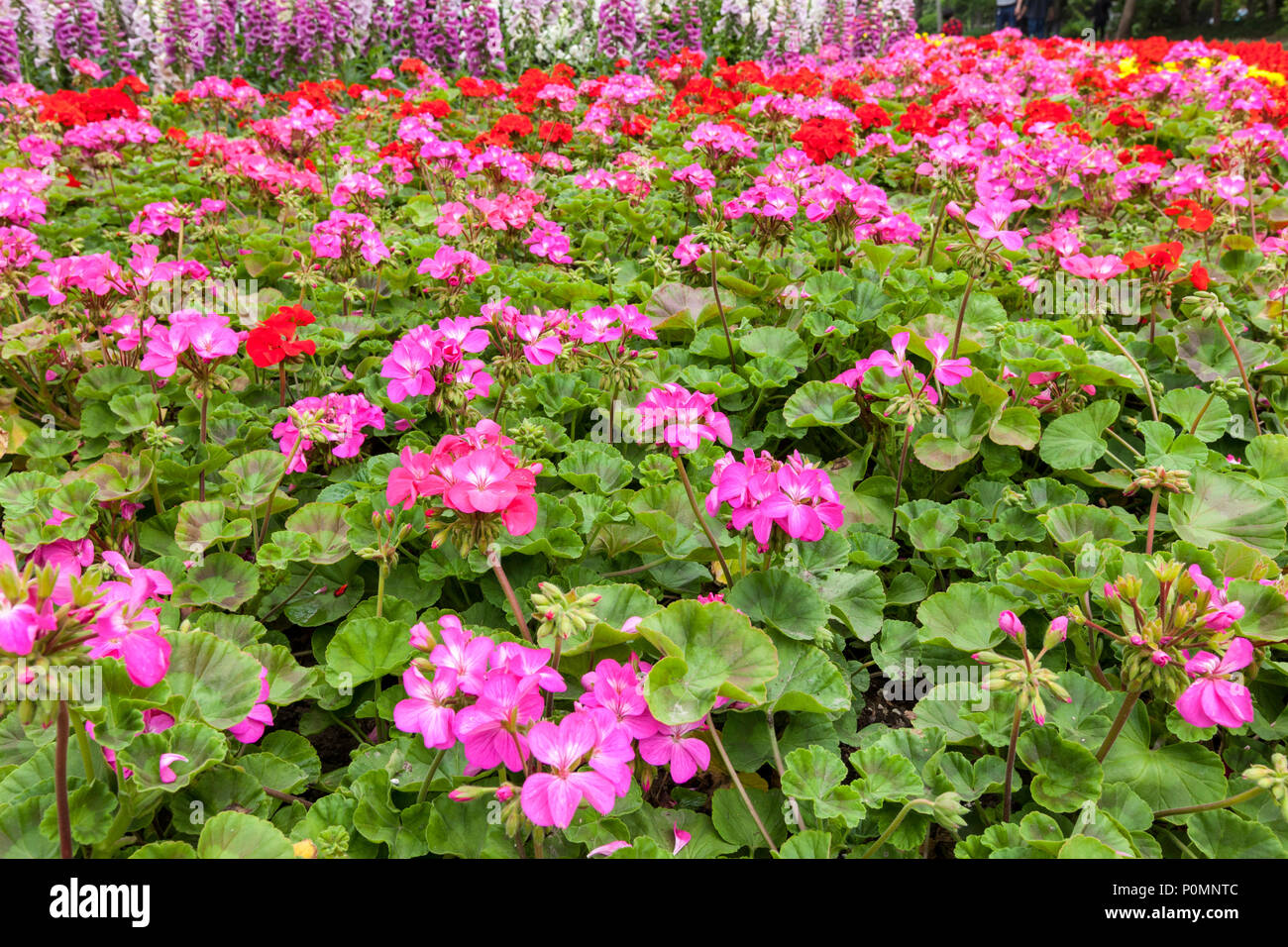 Yangzhou, Jiangsu, Chine. Géraniums dans le jardin du parc du lac de l'Ouest mince. Banque D'Images