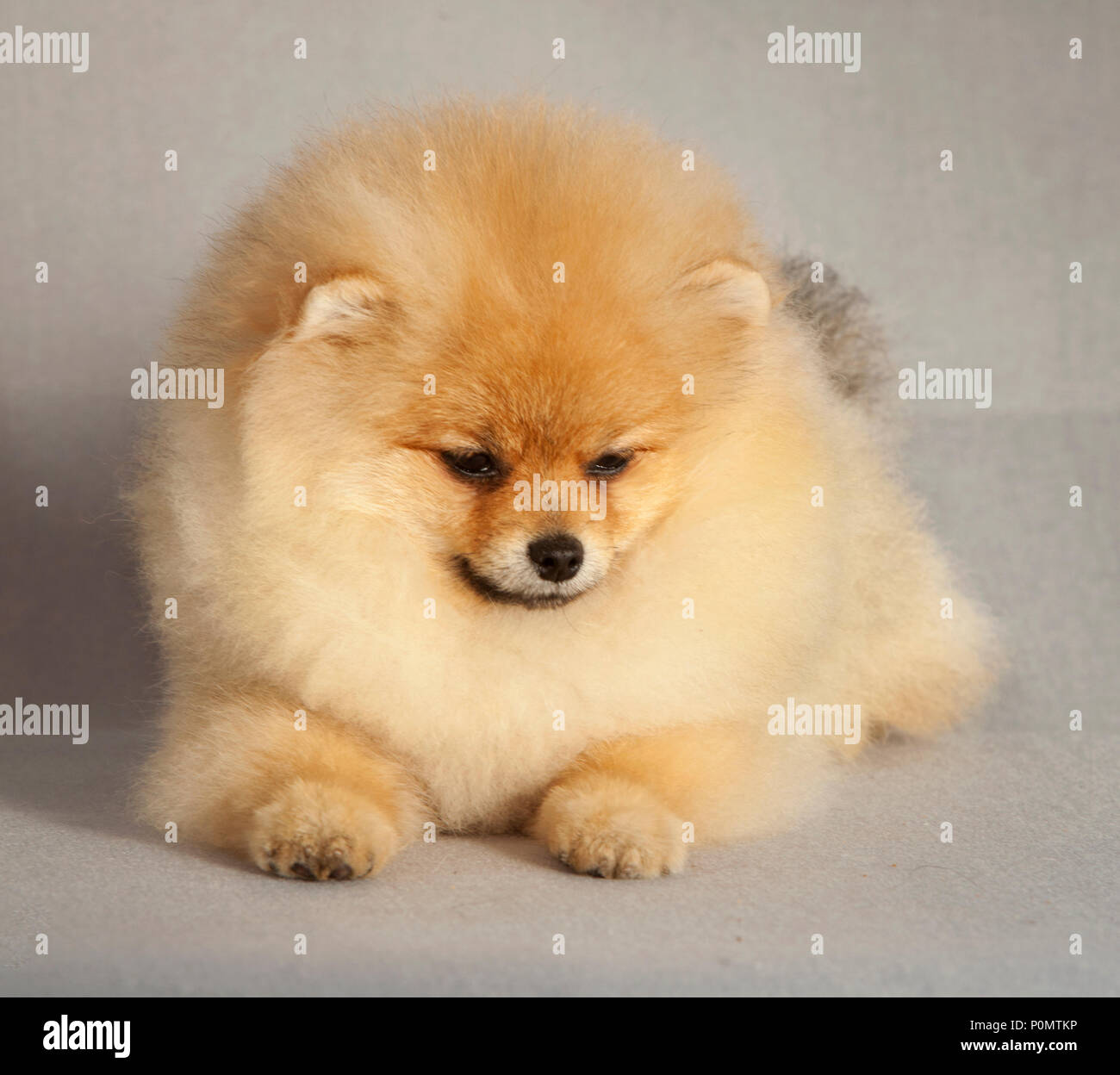 Portrait de chien chiot Pomeranian en studio, avec un fond gris clair Banque D'Images