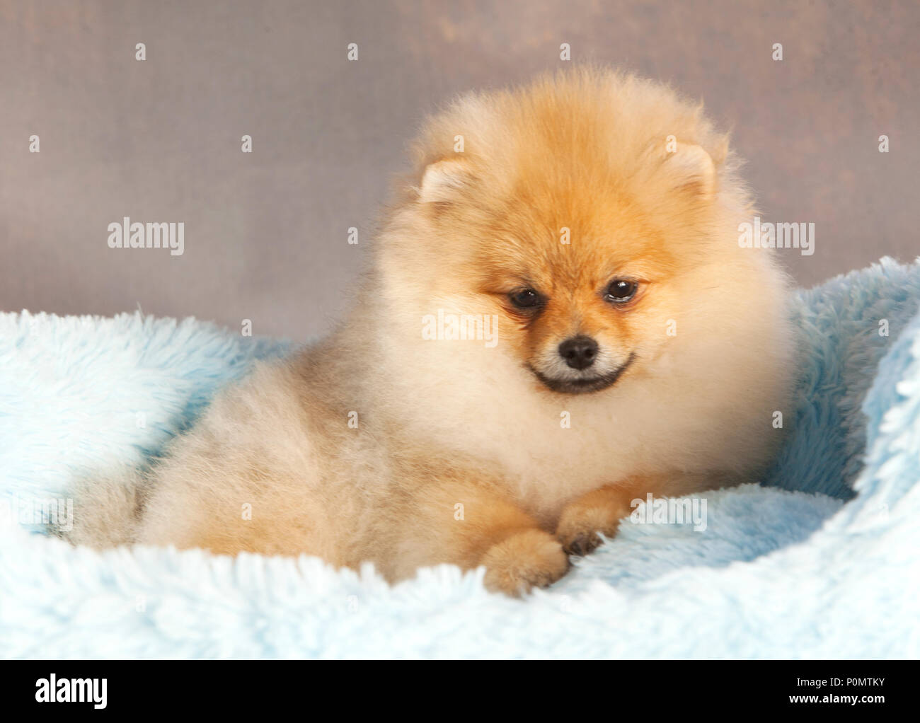 Portrait de chien chiot Pomeranian en studio, avec un fond gris clair Banque D'Images