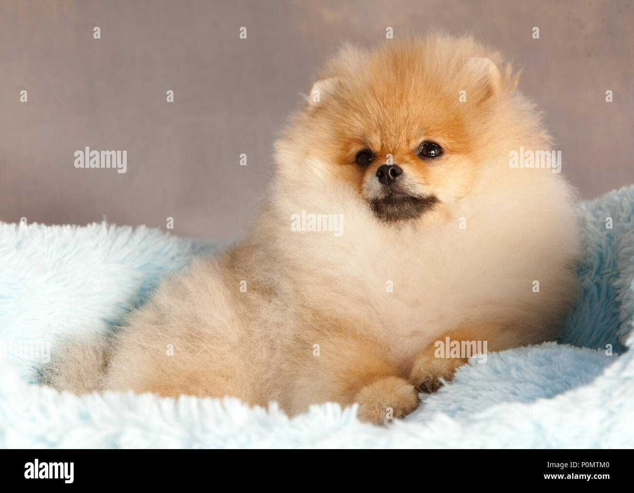 Portrait de chien chiot Pomeranian en studio, avec un fond gris clair Banque D'Images