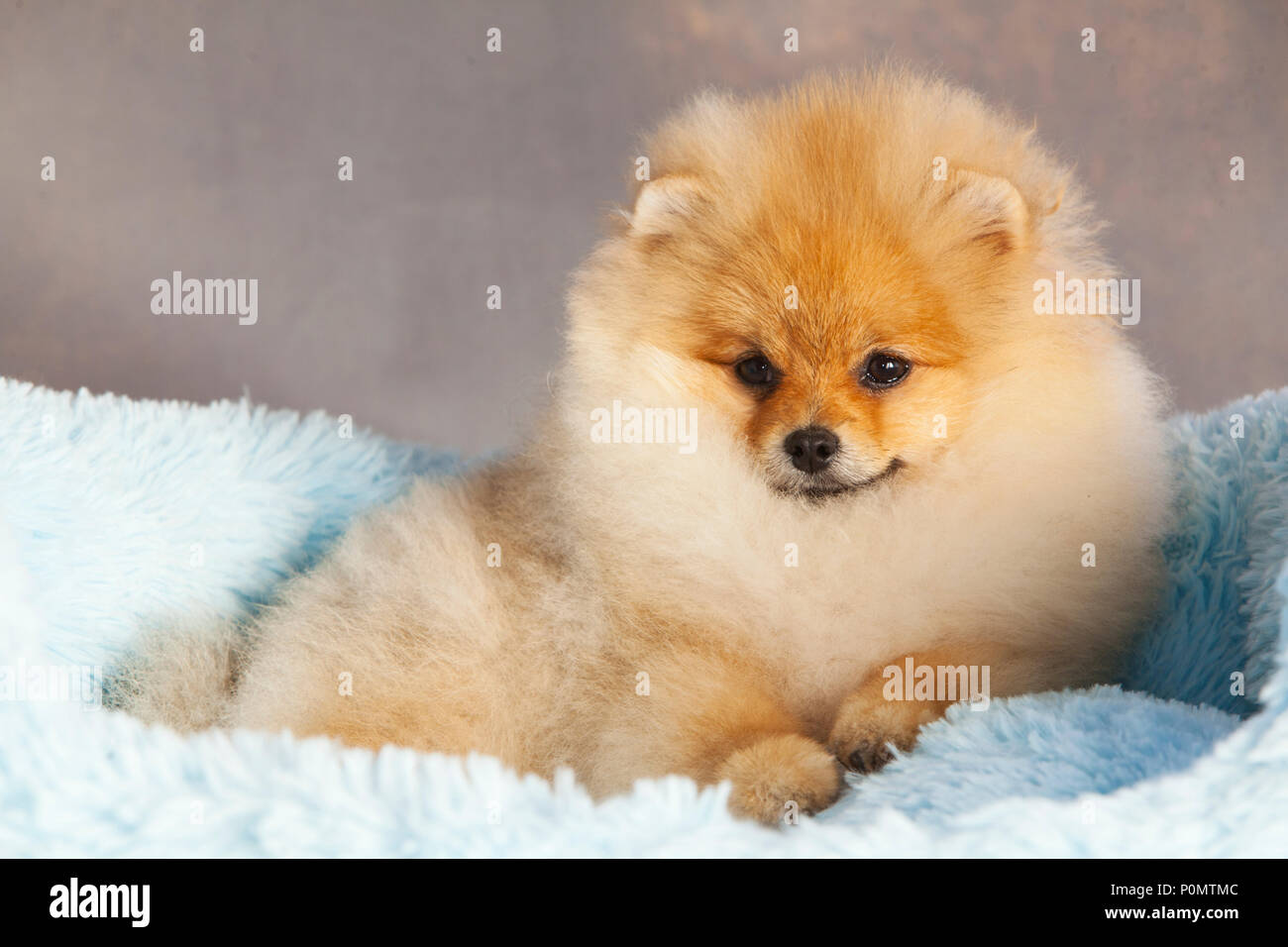Portrait de chien chiot Pomeranian en studio, avec un fond gris clair Banque D'Images