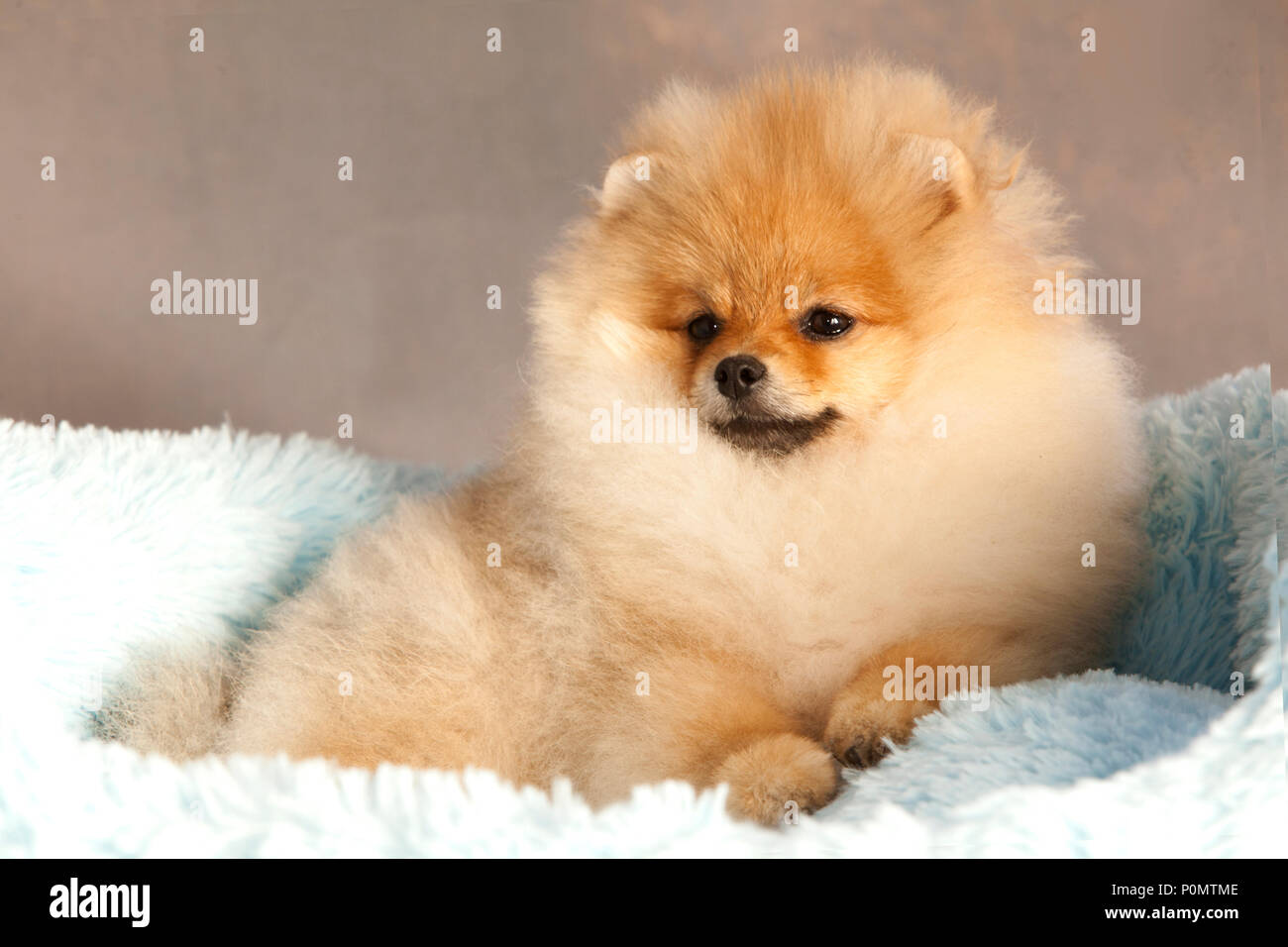 Portrait de chien chiot Pomeranian en studio, avec un fond gris clair Banque D'Images