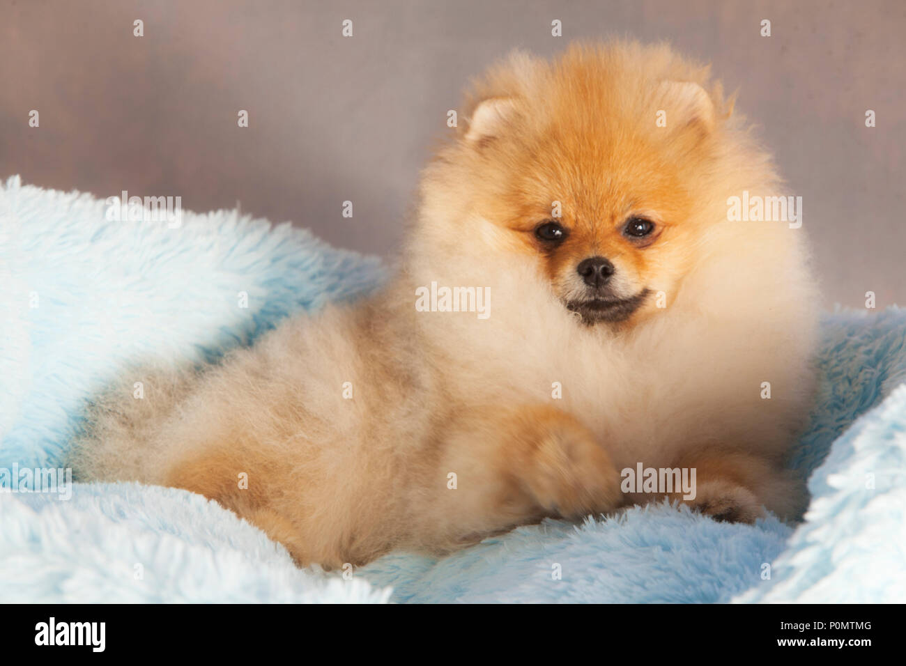 Portrait de chien chiot Pomeranian en studio, avec un fond gris clair Banque D'Images