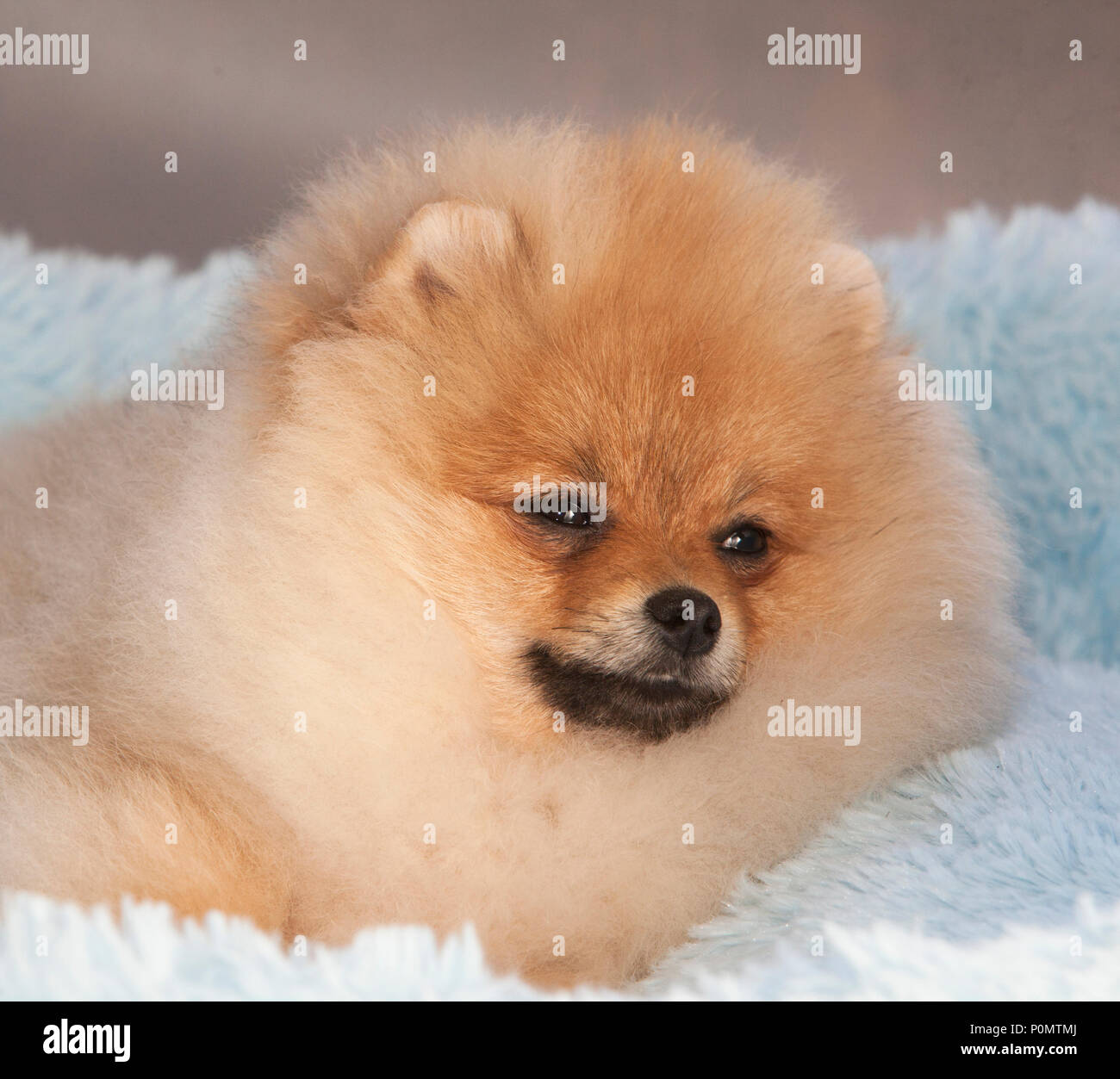 Chiot Pomeranian dog dormant dans studio avec fond gris clair Banque D'Images
