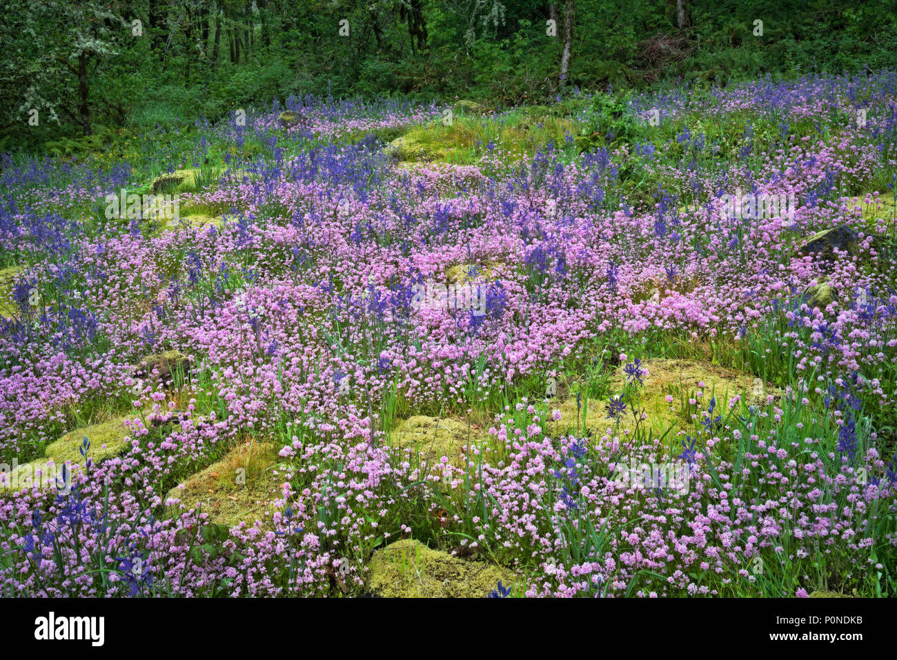 Le Plectritis rose et violet camas lily mettez en surbrillance la prolifération printanière dans l'Oregon's Camassia zone naturelle et Clackamas Comté. Banque D'Images