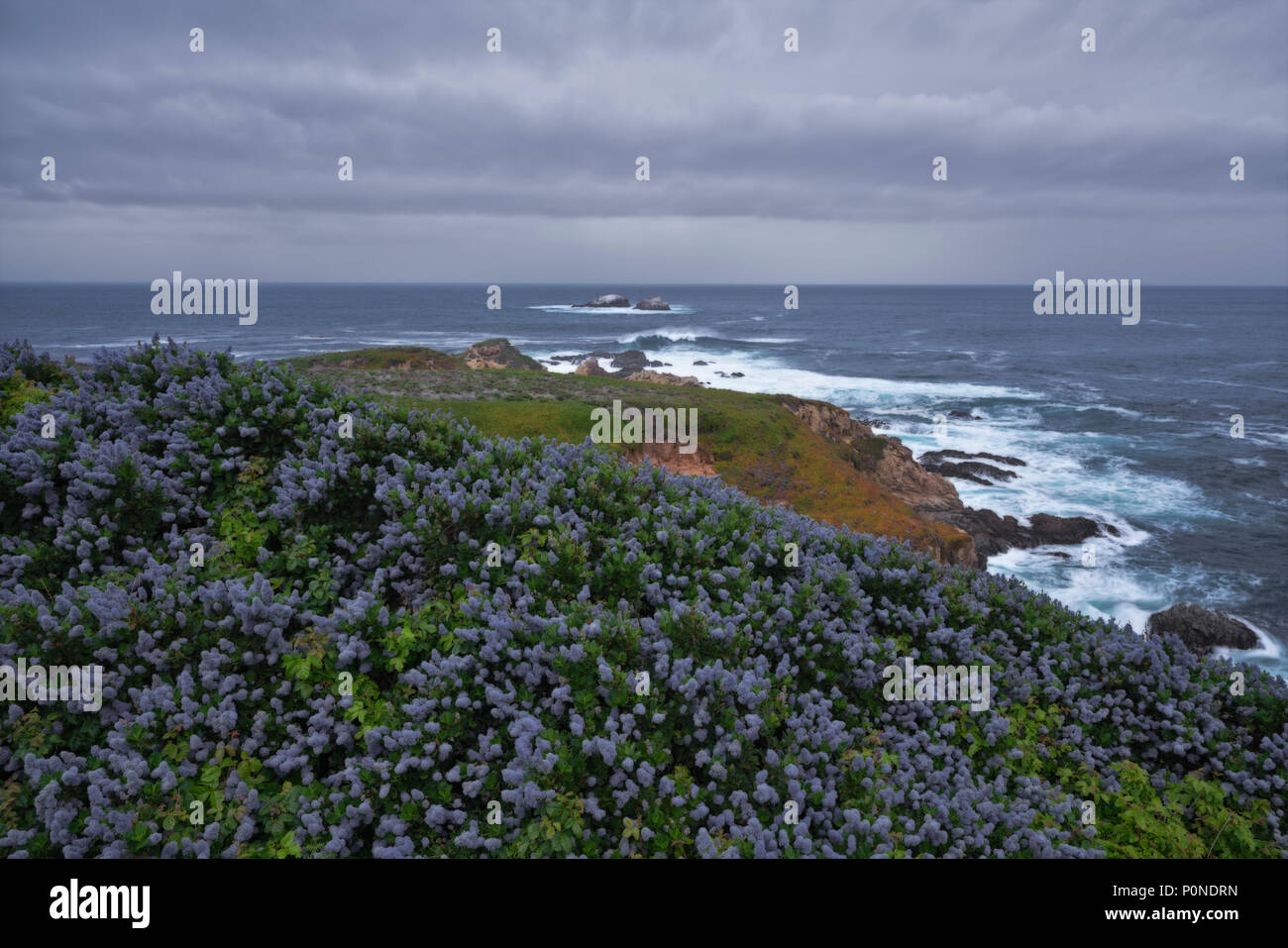 Fleurs lilas de Californie à Garrapata State Park en Californie approches tempête printanière côte de Big Sur. Banque D'Images