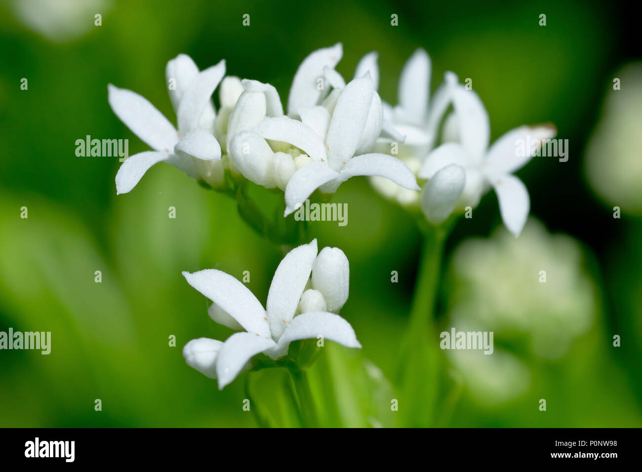 Woodruff ou Sweet Woodruff (Galium odoratum), close up d'un groupe des fleurs minuscules. Banque D'Images