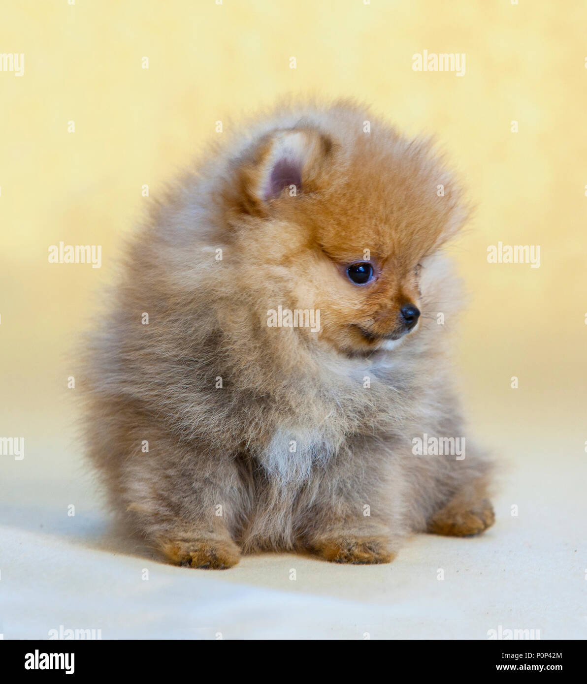 Portrait de chien chiot Pomeranian en studio avec fond jaune lumière Banque D'Images