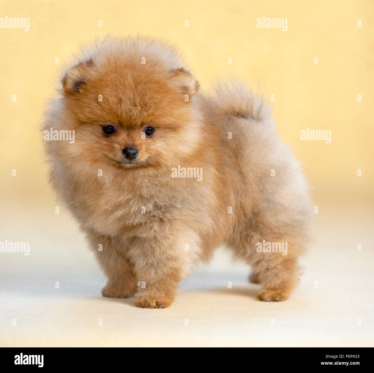 Portrait de chien chiot Pomeranian en studio avec fond jaune lumière Banque D'Images