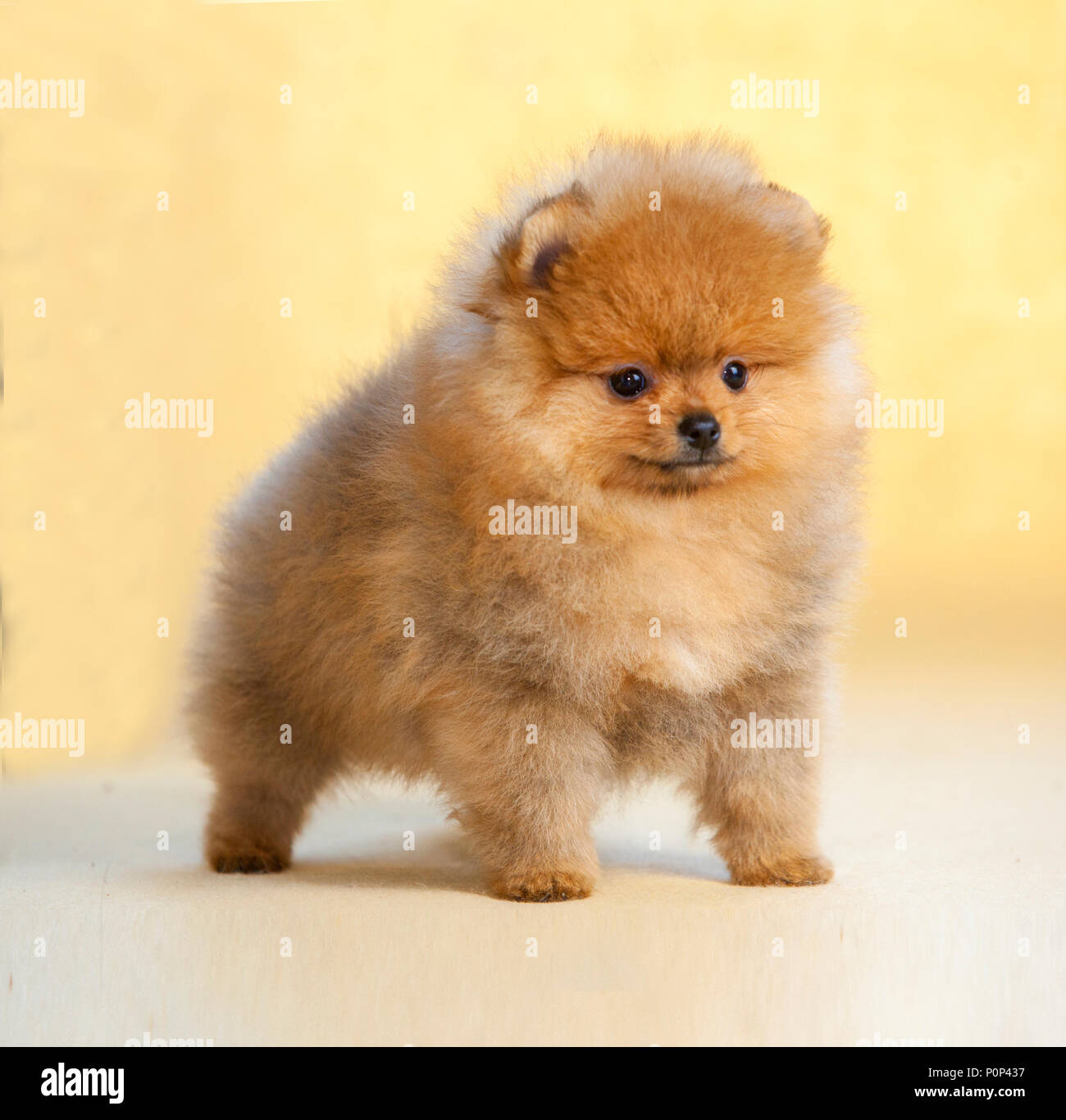 Portrait de chien chiot Pomeranian en studio, avec un fond brun clair Banque D'Images
