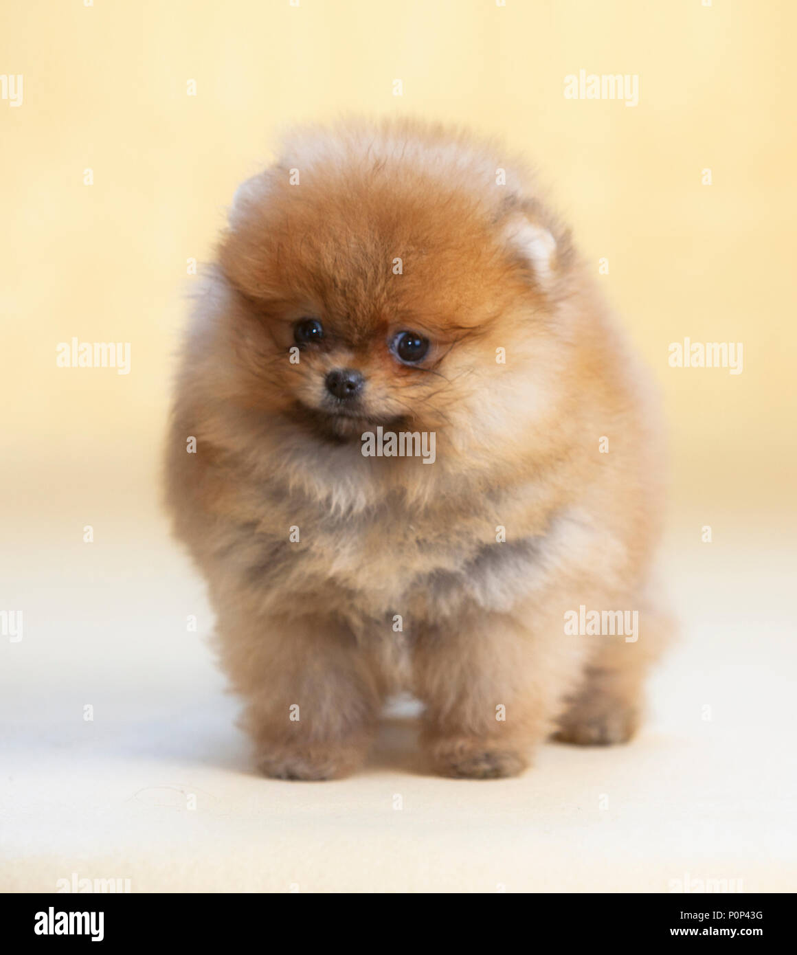 Portrait de chien chiot Pomeranian en studio, avec un fond brun clair Banque D'Images