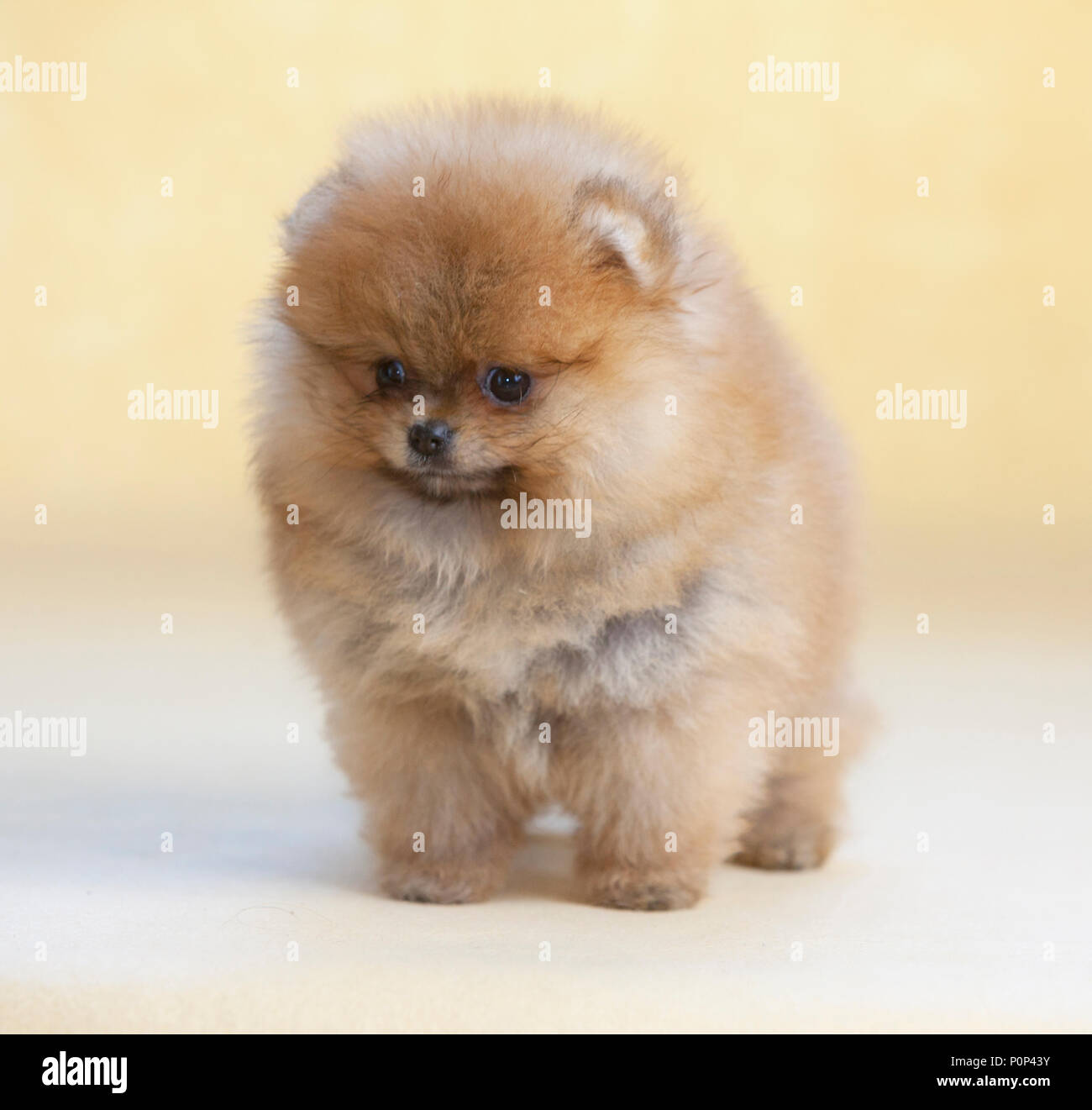 Portrait de chien chiot Pomeranian en studio, avec un fond brun clair Banque D'Images