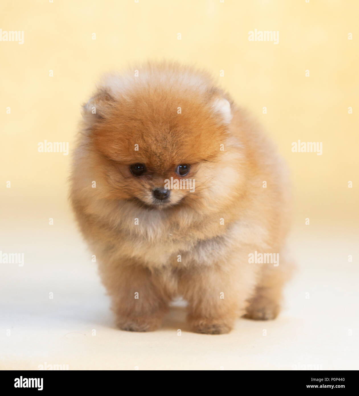 Portrait de chien chiot Pomeranian en studio, avec un fond brun clair Banque D'Images