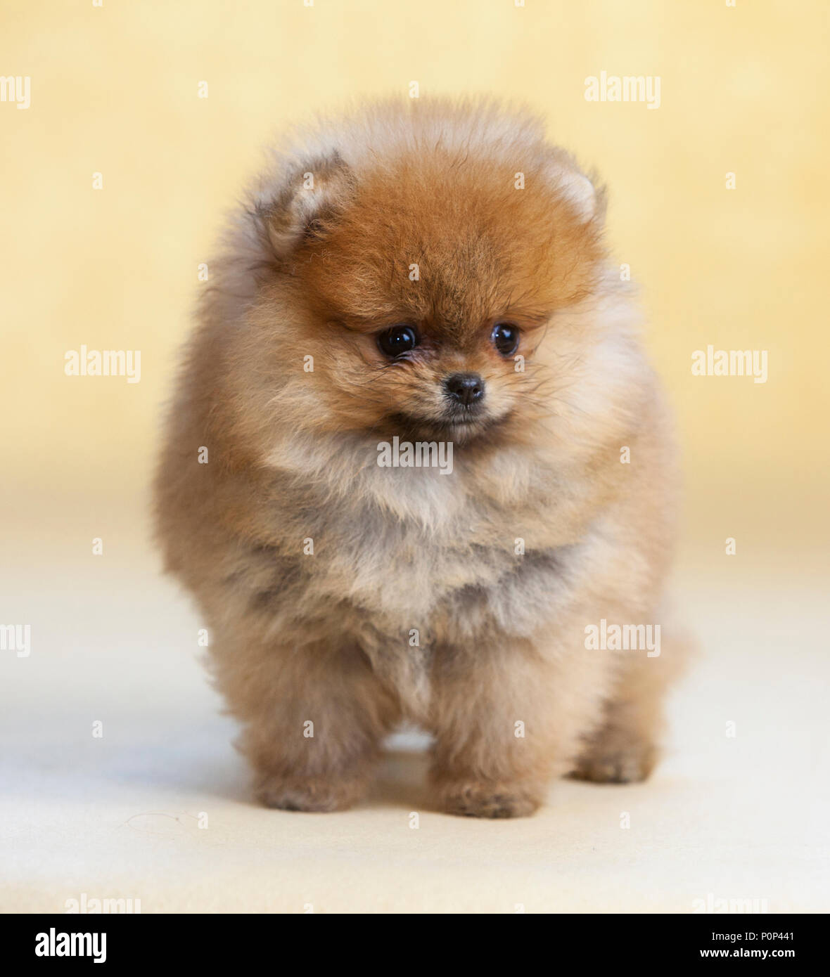 Portrait de chien chiot Pomeranian en studio, avec un fond brun clair Banque D'Images