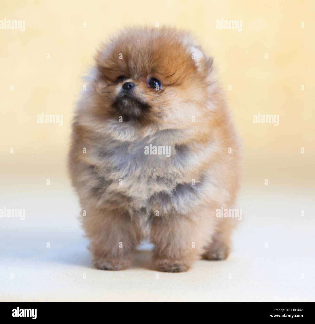Portrait de chien chiot Pomeranian en studio, avec un fond brun clair Banque D'Images