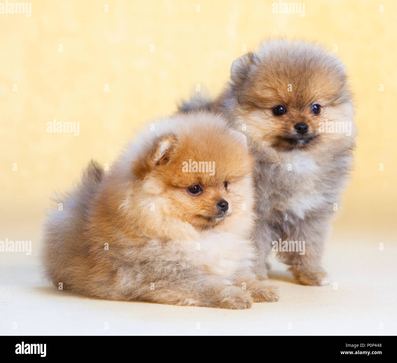 Couple de chiot Pomeranian dog Portrait Banque D'Images