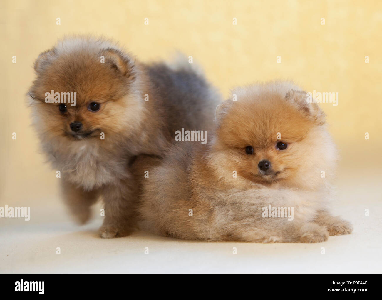 Couple de chiot Pomeranian dog Portrait Banque D'Images