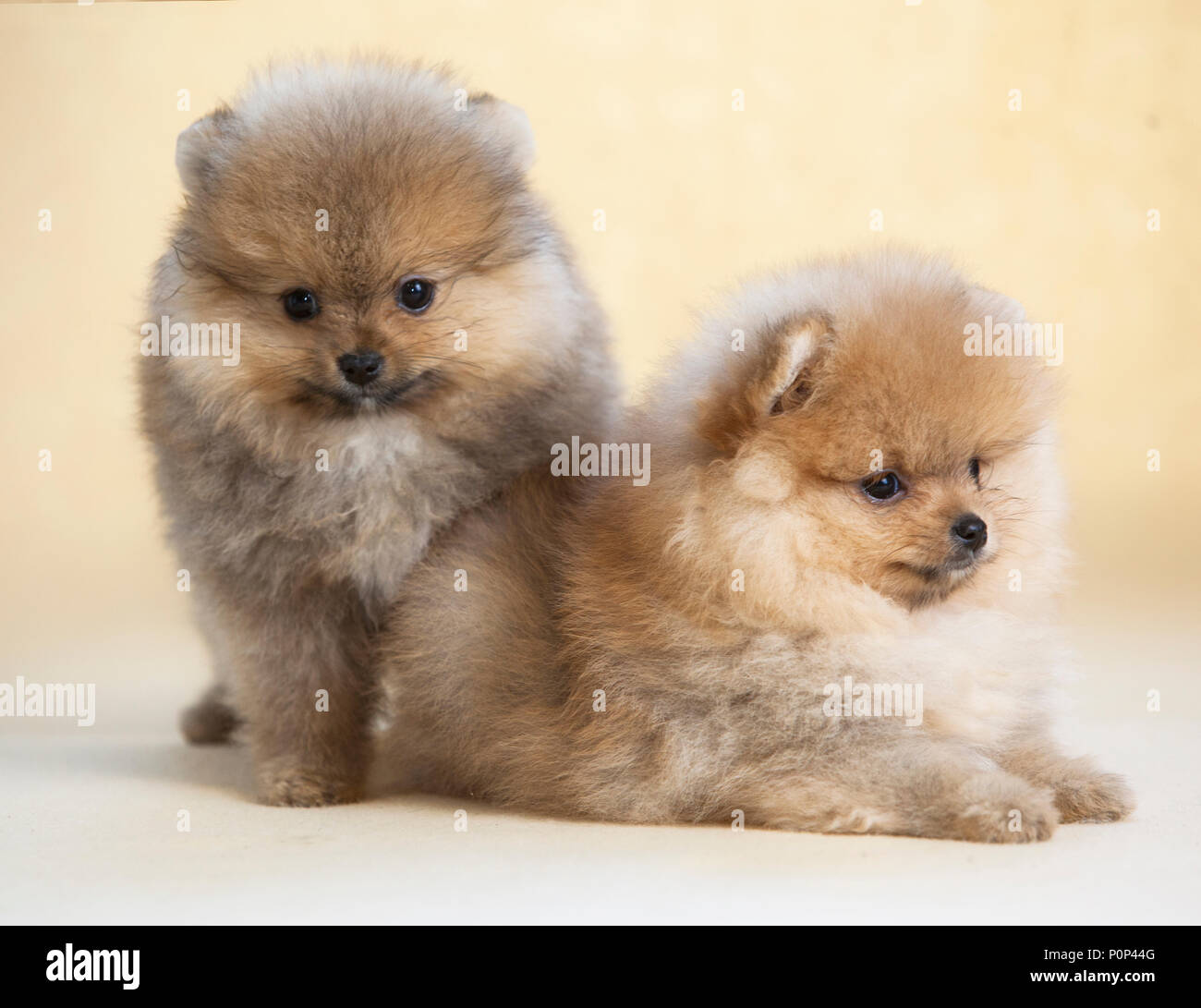 Portrait de chien chiot Pomeranian en studio, avec un fond brun clair Banque D'Images