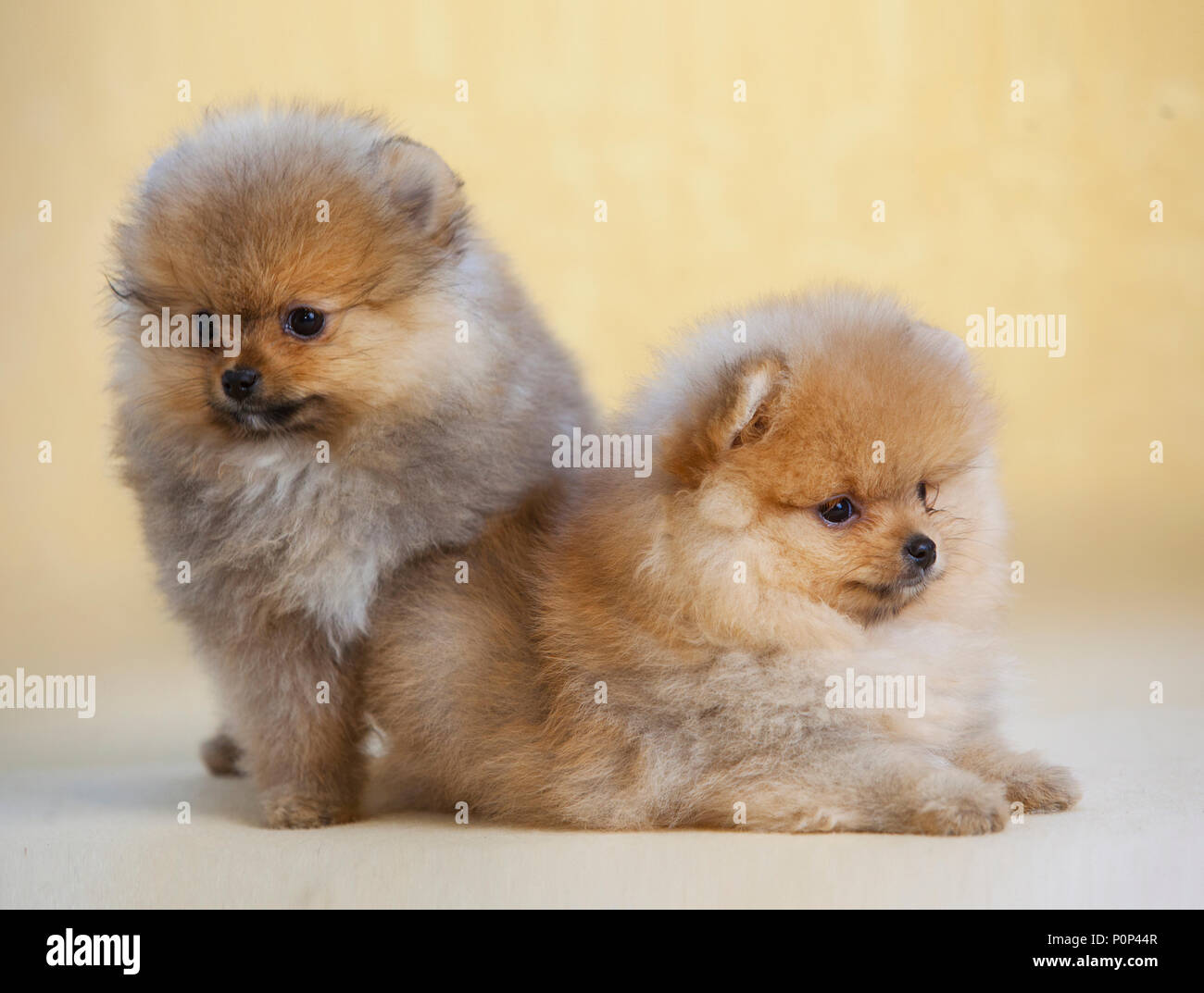 Couple de chiot Pomeranian dog Portrait ensemble Banque D'Images
