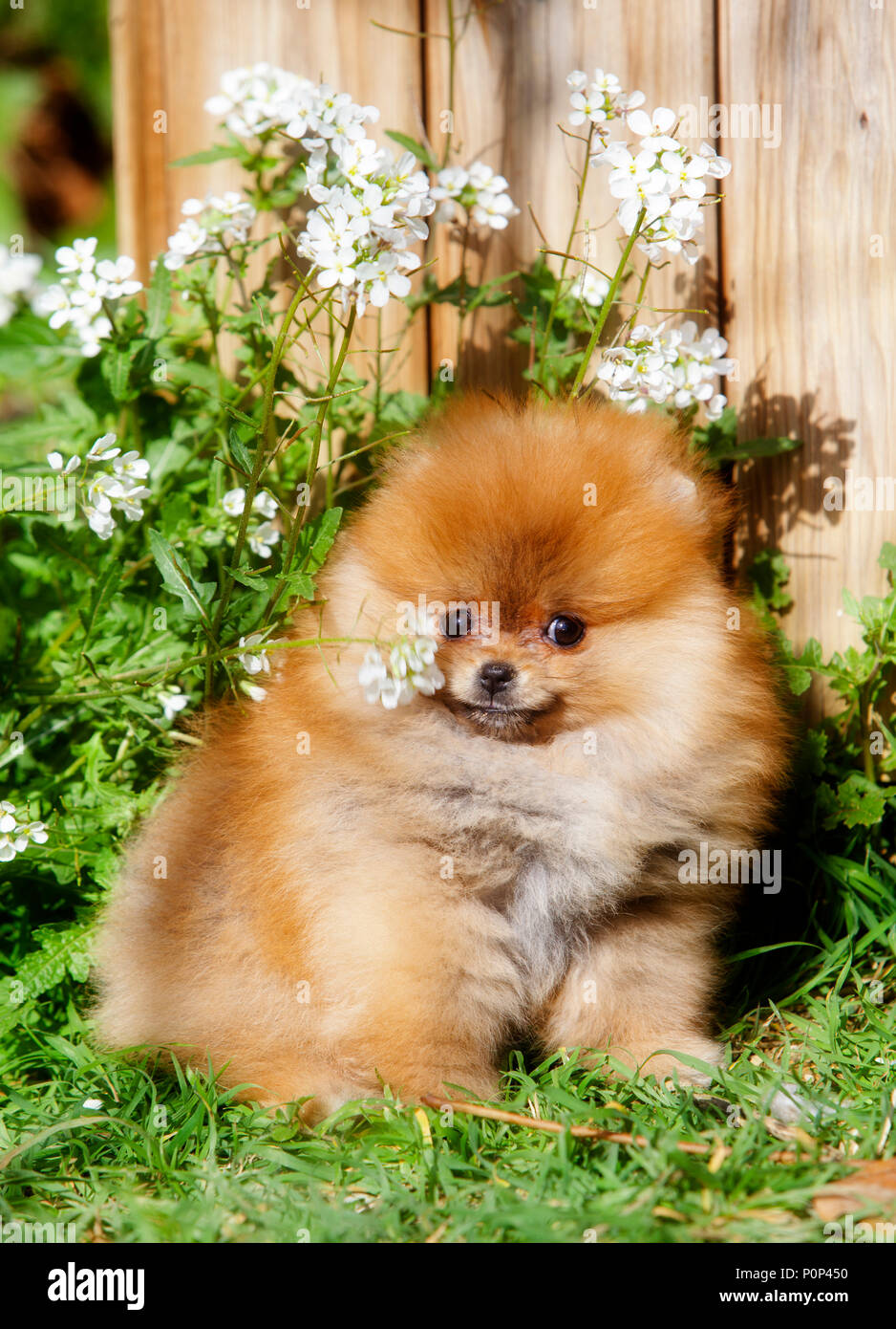 Portrait de chien Pomeranian dans le jardin Banque D'Images