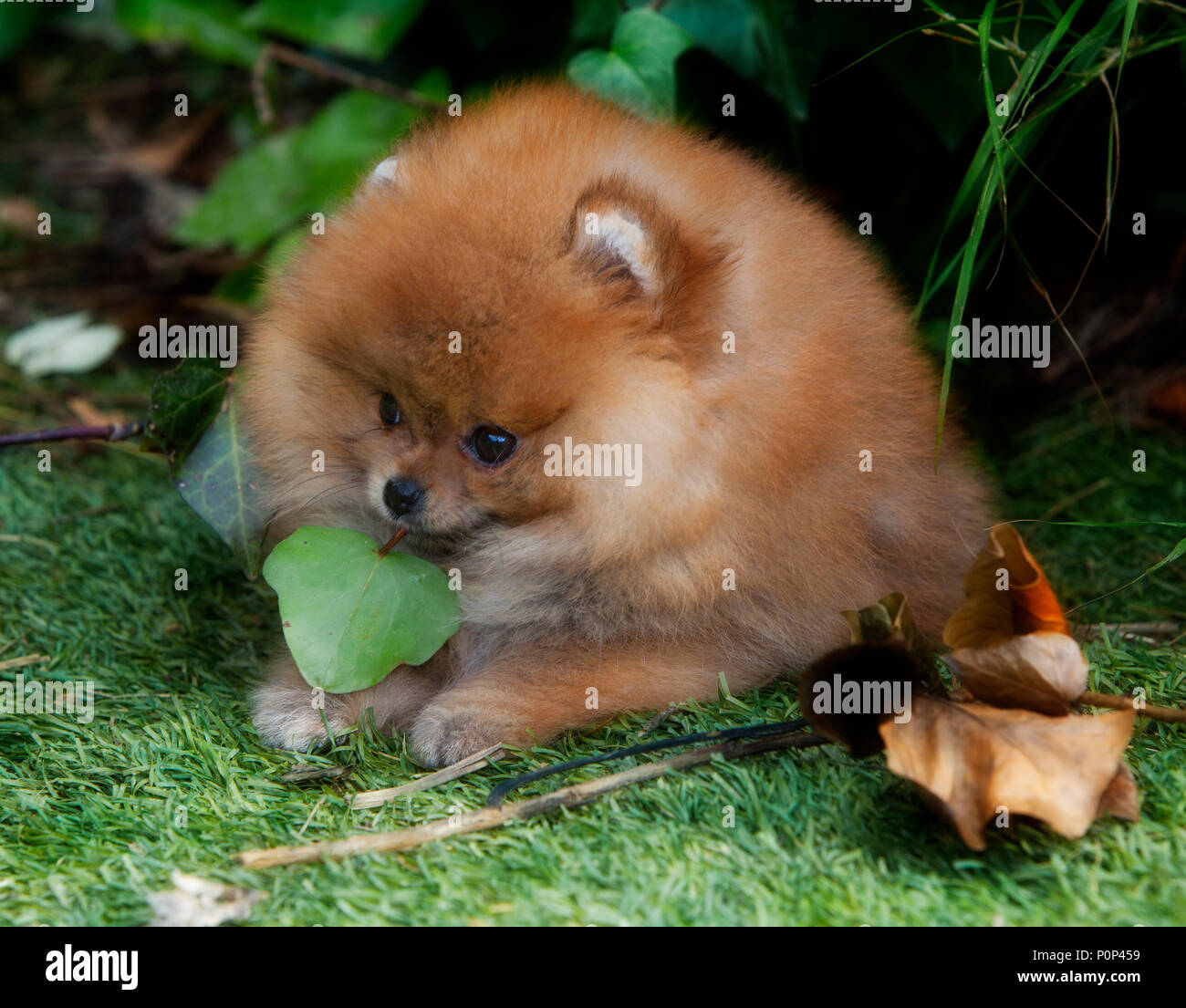Portrait de chien chiot Pomeranian dans le jardin Banque D'Images