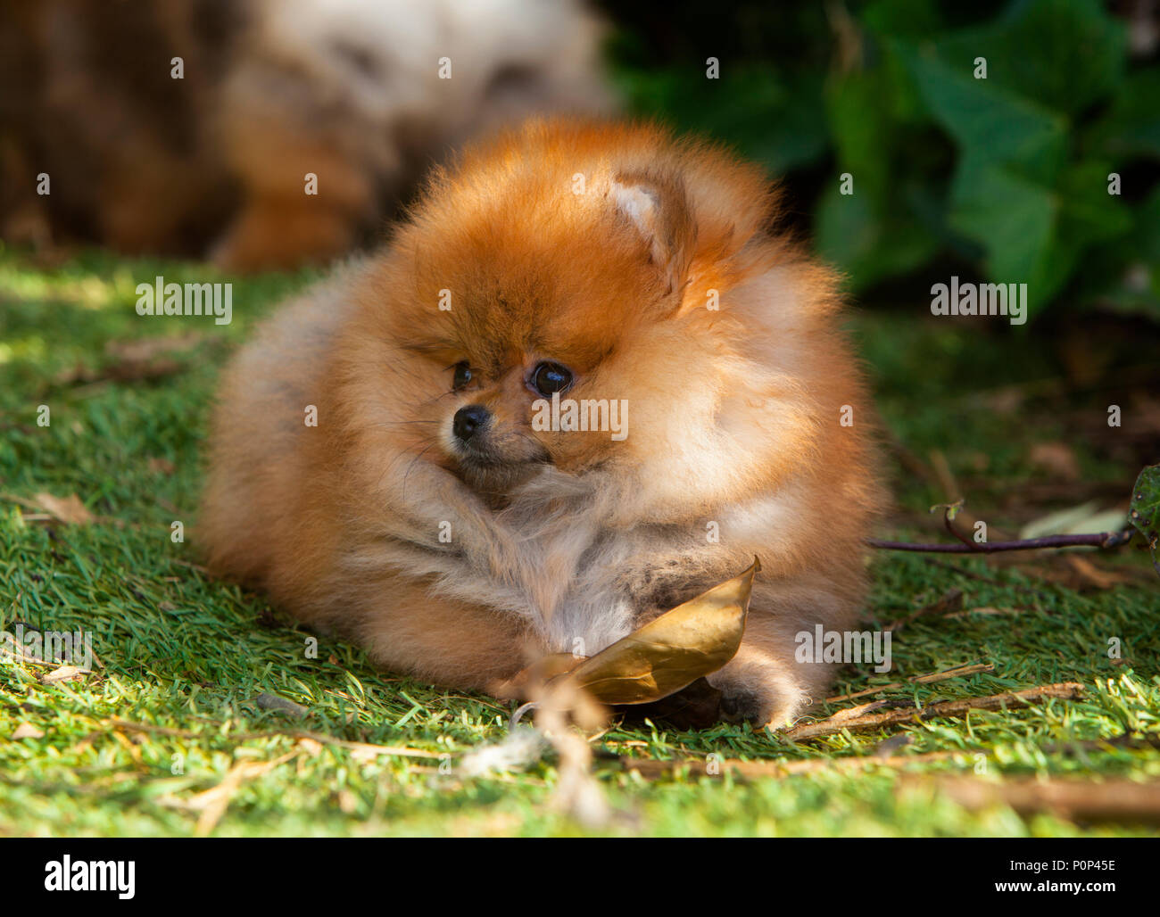 Portrait de chien chiot Pomeranian dans le jardin Banque D'Images