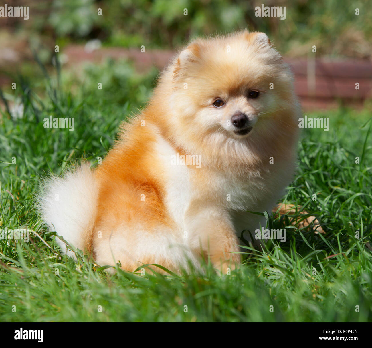 Joli chien Pomeranian Portrait dans le jardin Banque D'Images