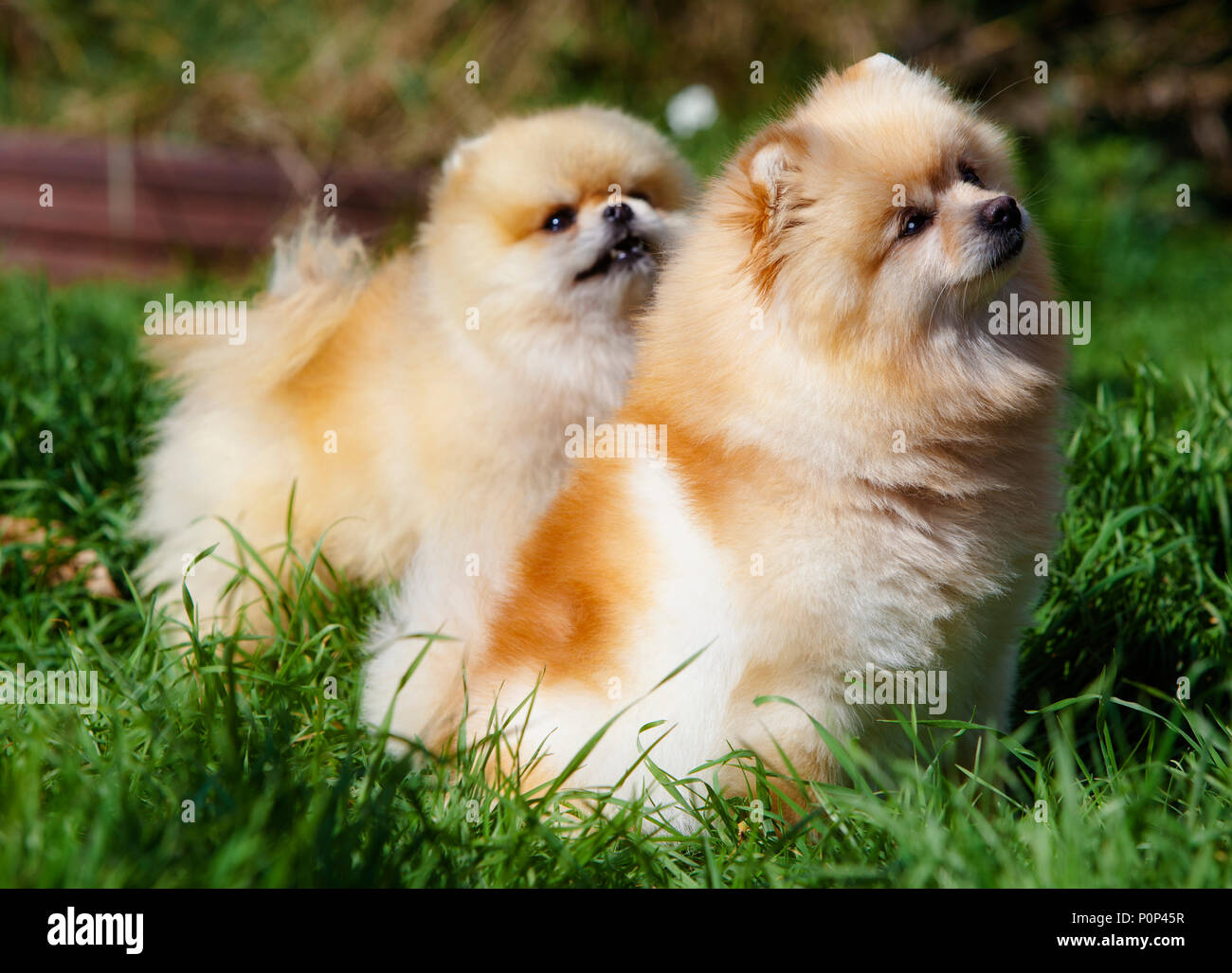 Couple de chien Pomeranian Portrait dans le jardin Banque D'Images