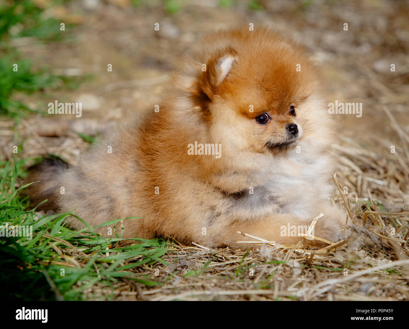 Portrait de chien Pomeranian dans le jardin Banque D'Images