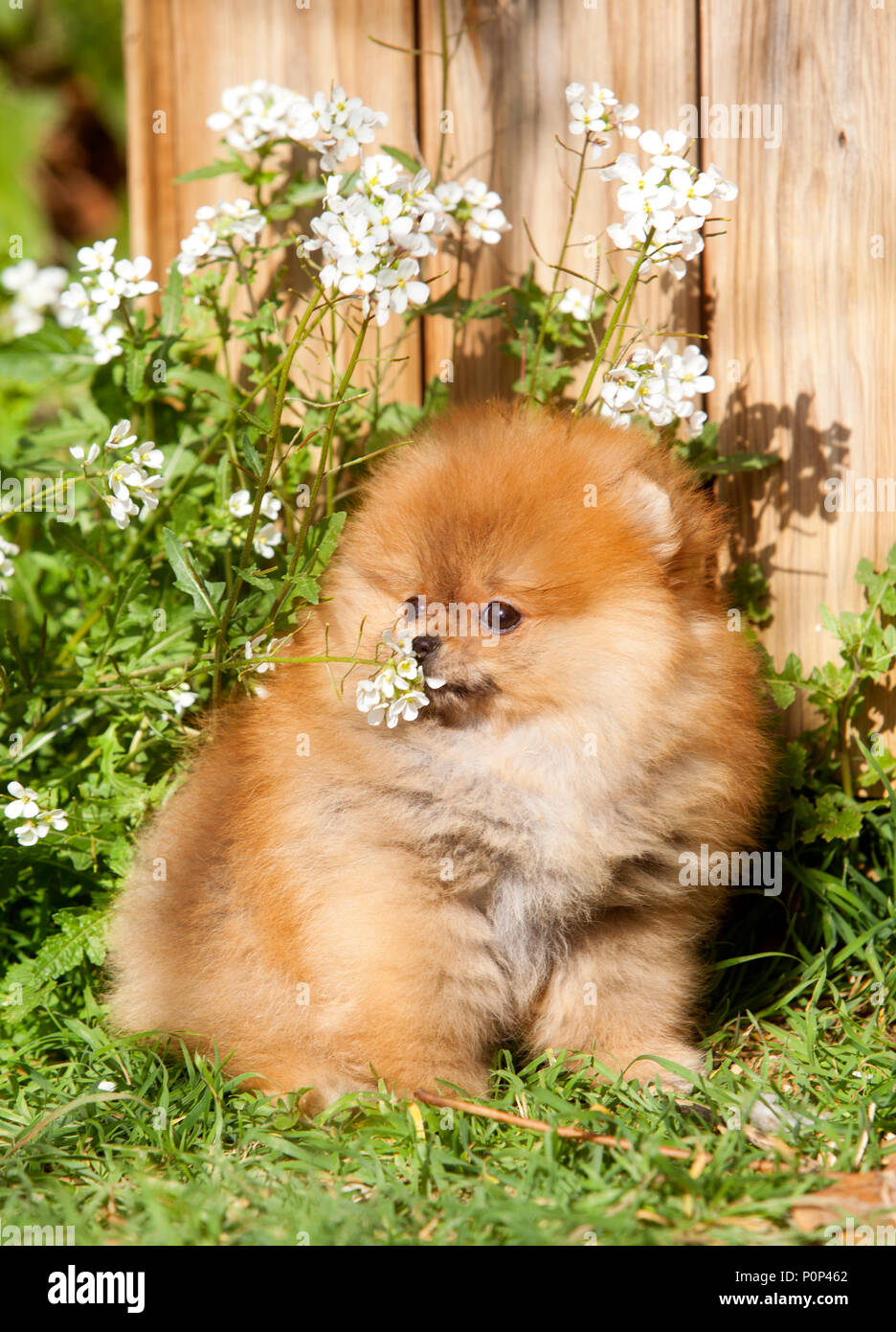 Portrait de chien Pomeranian dans le jardin Banque D'Images
