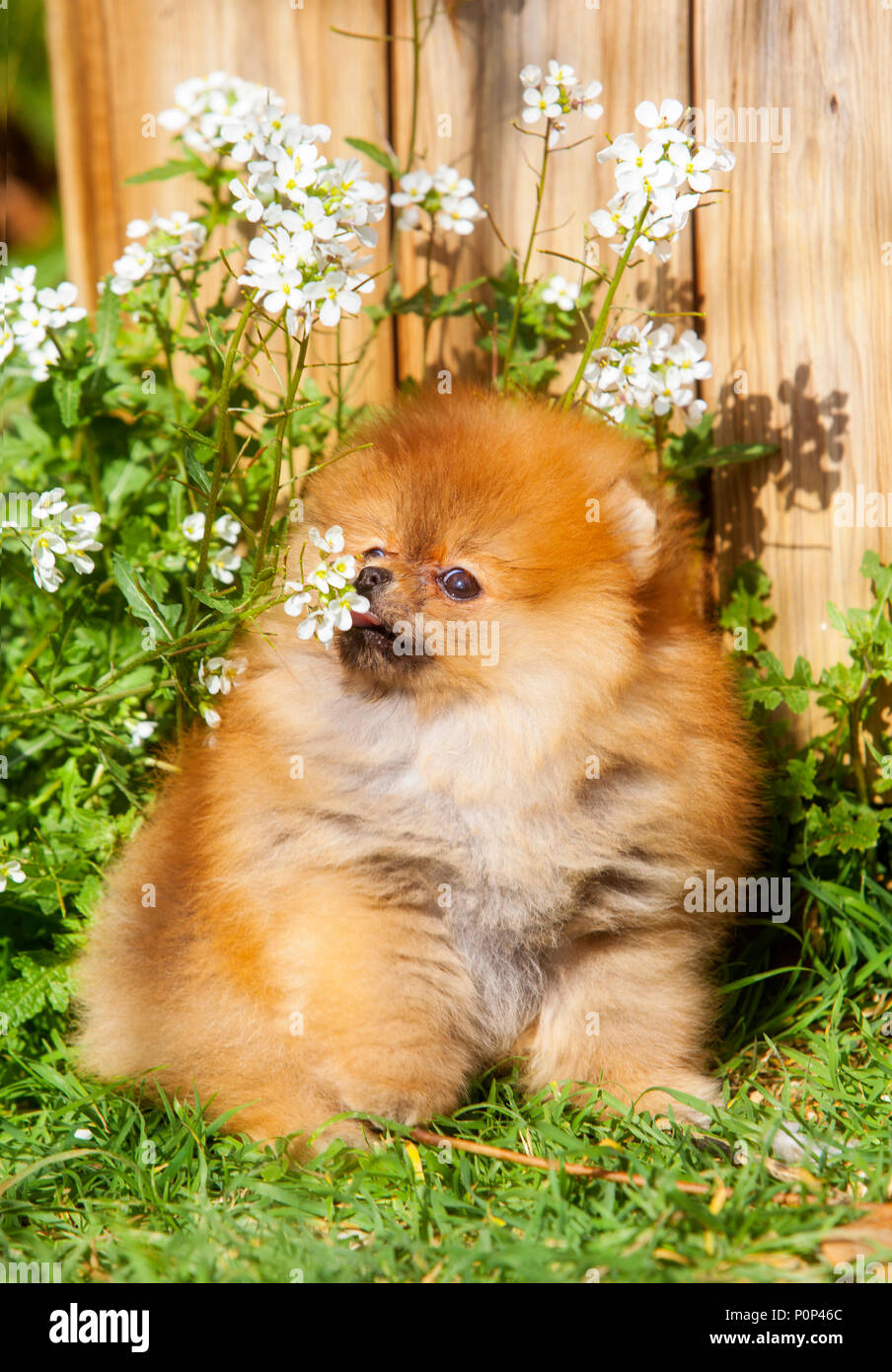 Portrait de chien Pomeranian dans le jardin Banque D'Images