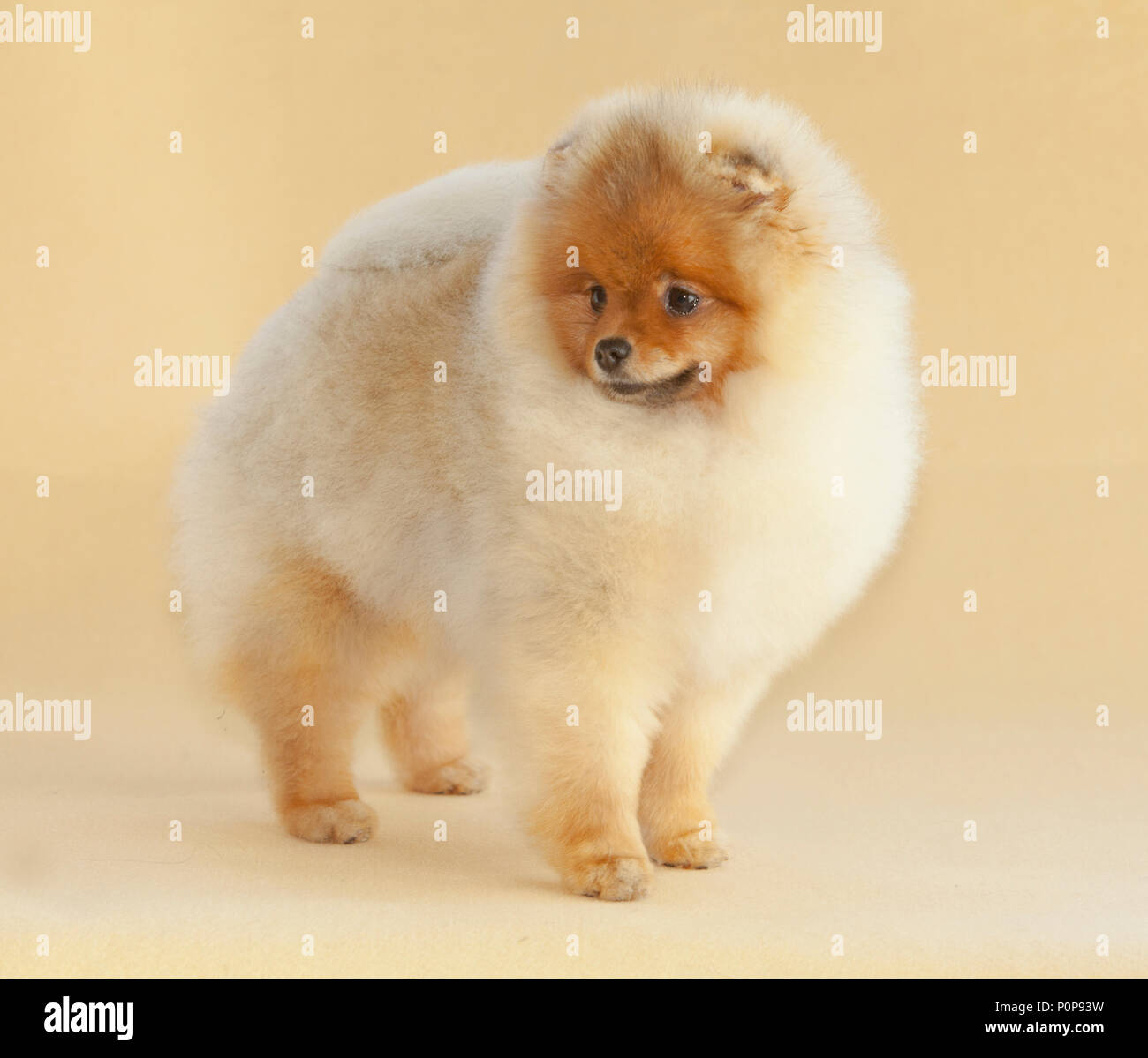 Portrait de chien chiot Pomeranian en studio, avec un fond brun clair Banque D'Images