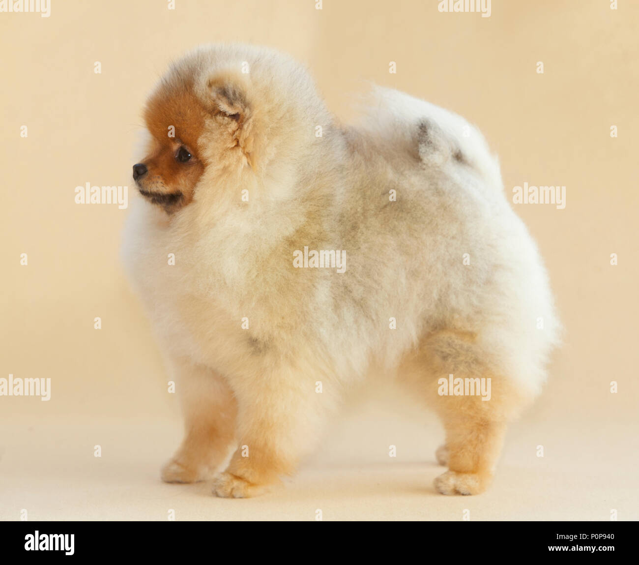 Chien Pomeranian Portrait en studio avec de beige sur le côté Banque D'Images