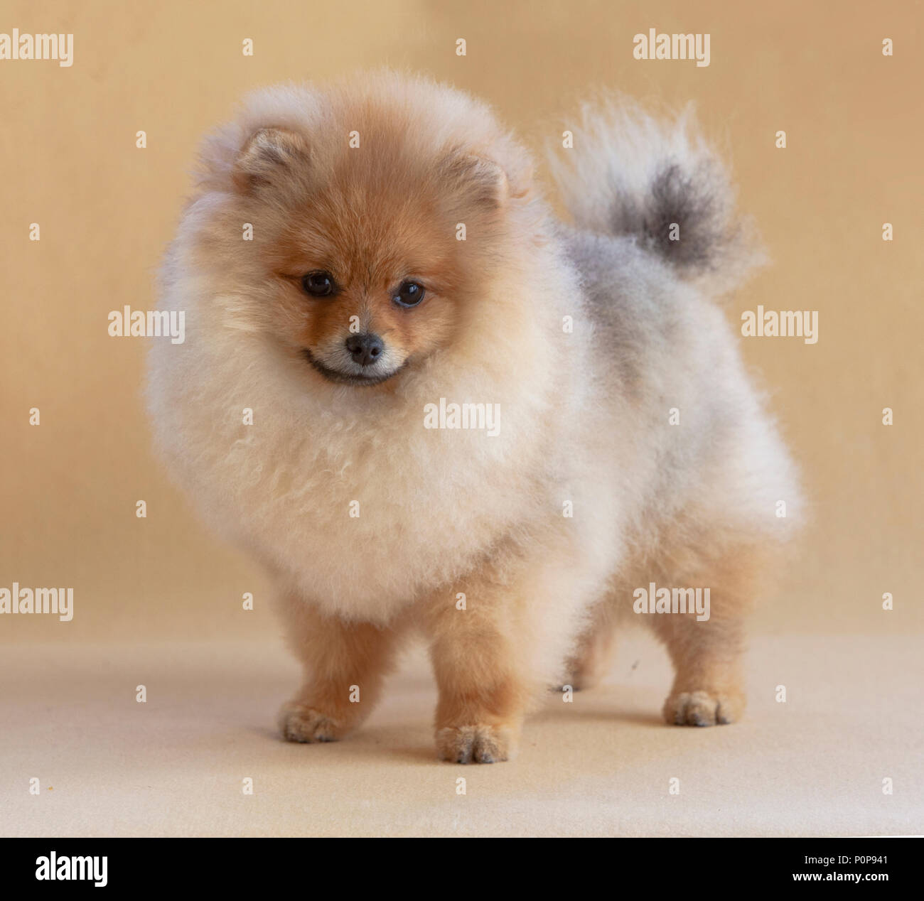 Portrait de chien Pomeranian en studio, avec un fond beige Banque D'Images