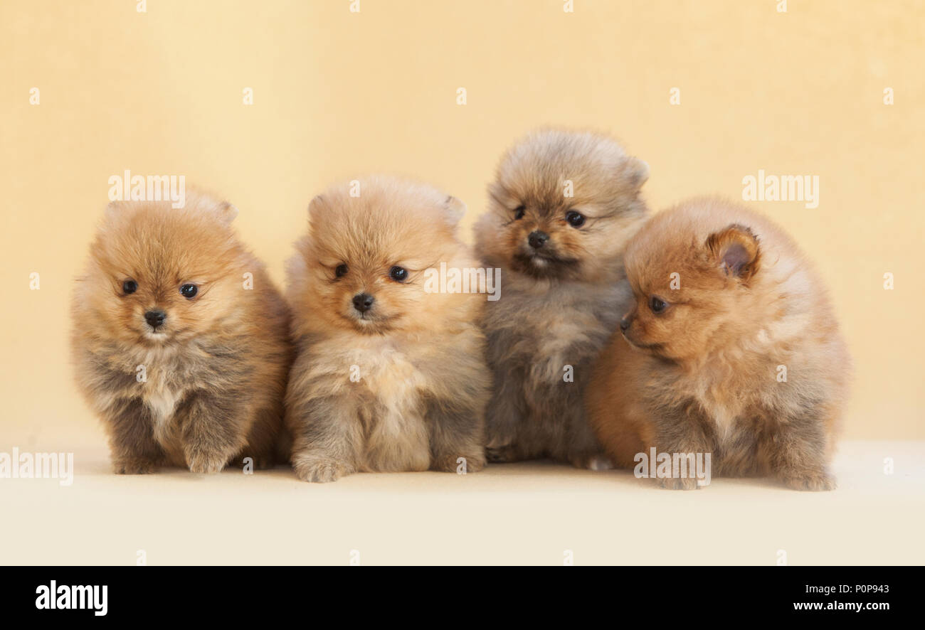 Portrait de chien chiot Pomeranian quatre en studio, avec un fond beige lumière ensemble Banque D'Images