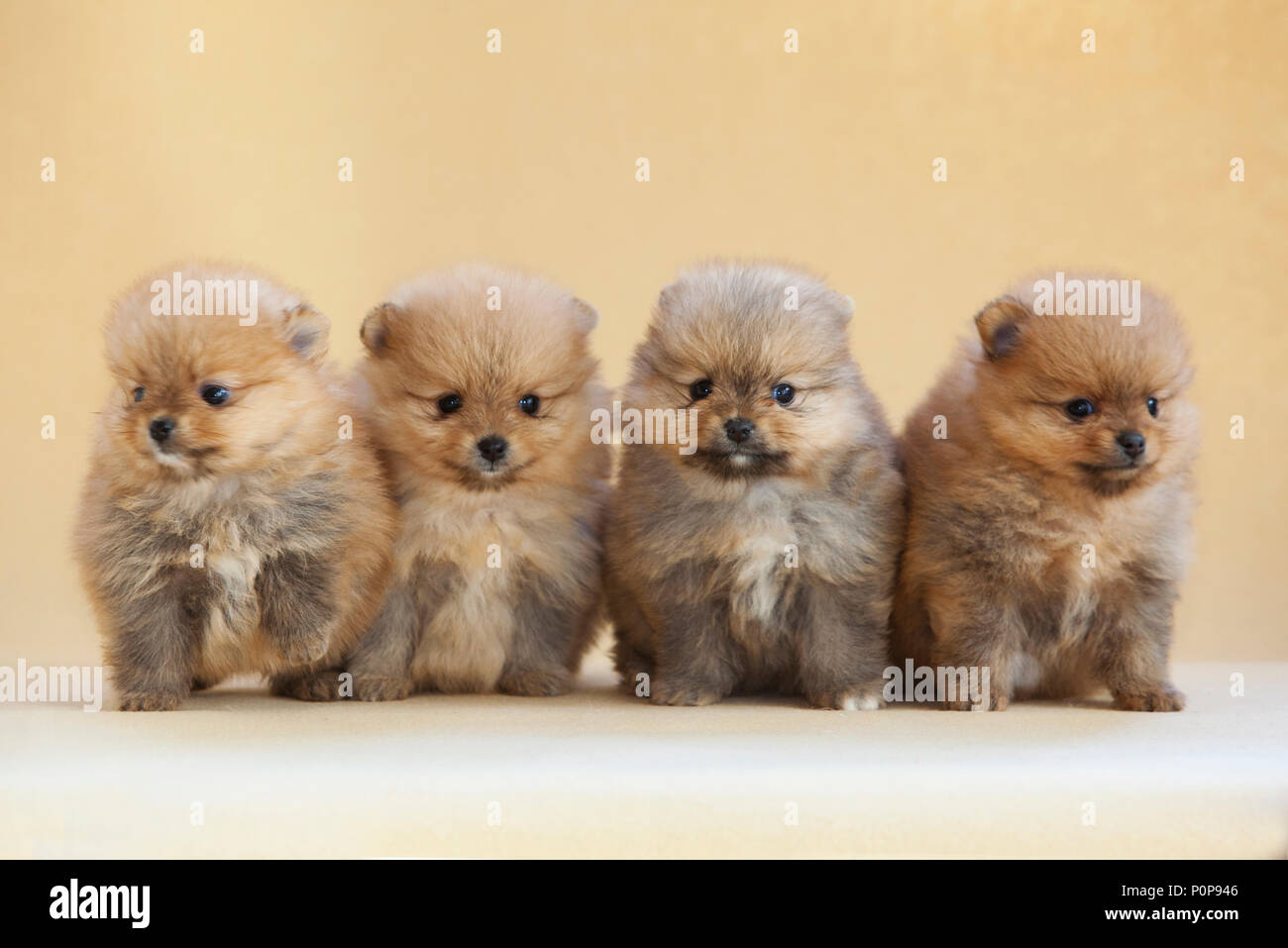 Portrait de chien chiot Pomeranian quatre ensemble en studio avec fond beige lumière Banque D'Images