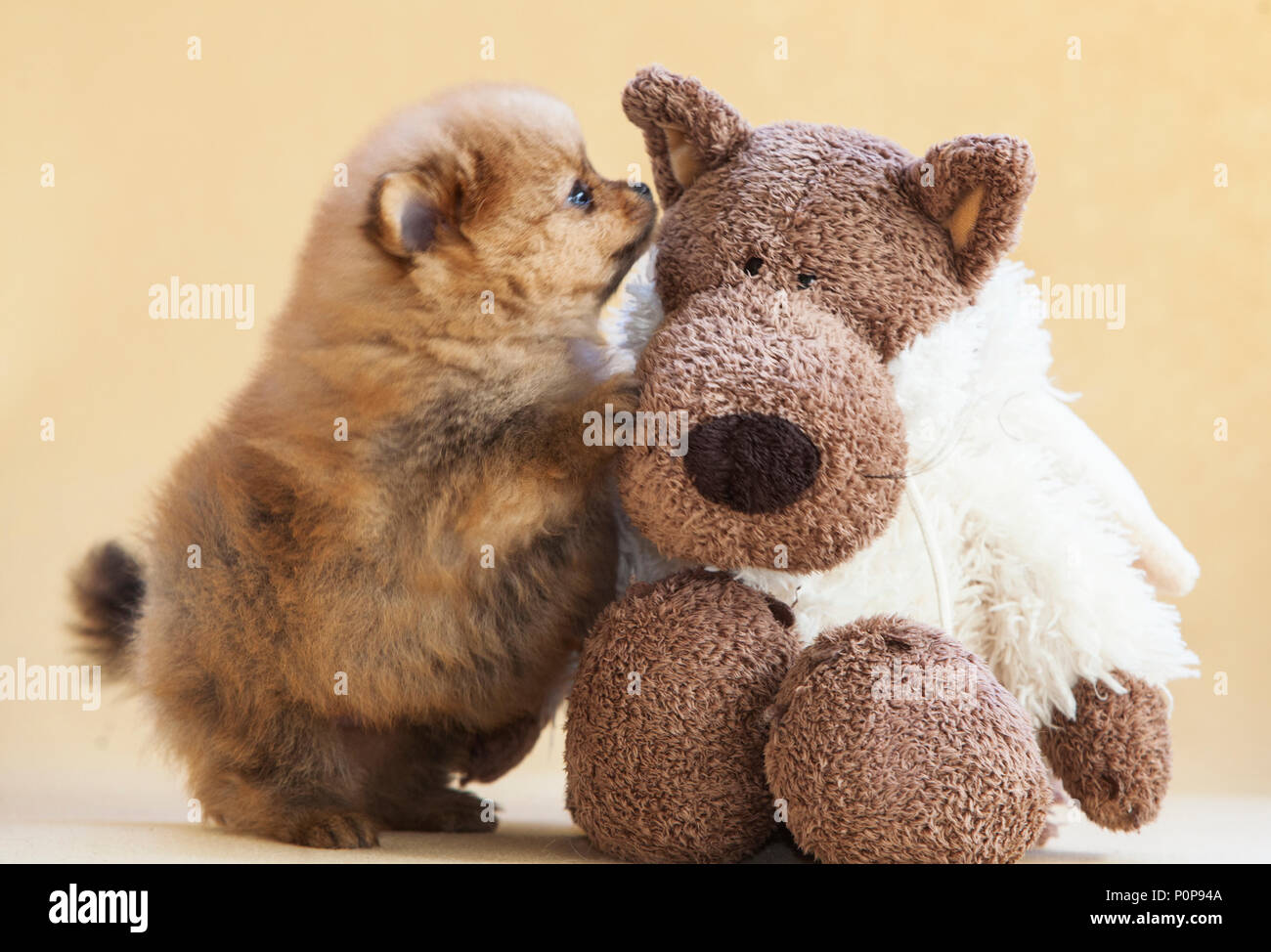 Chiot Pomeranian chien jouant avec un ours en peluche Banque D'Images