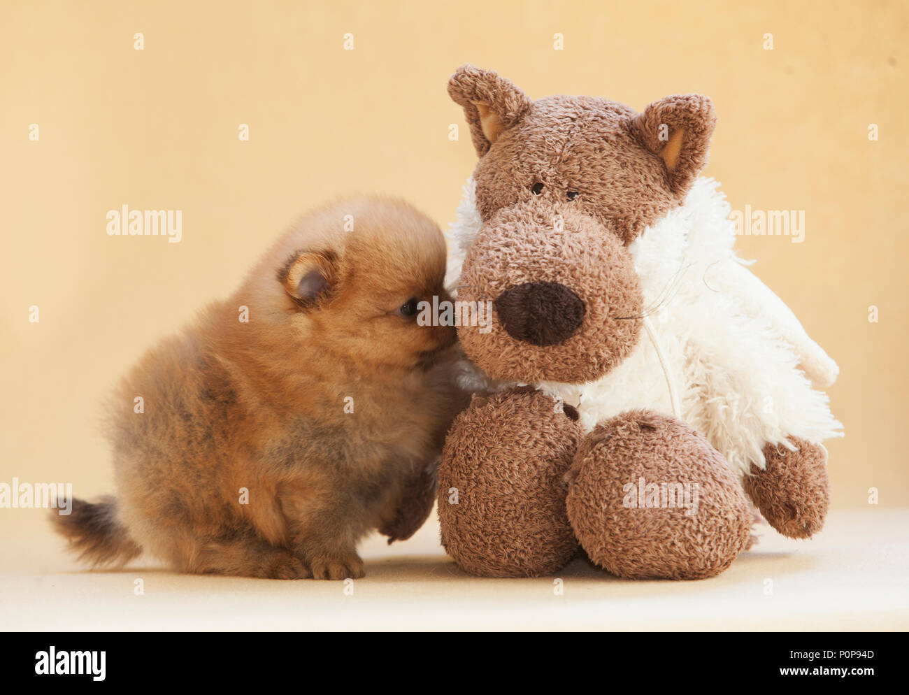 Chiot Pomeranian dog jouer avec son ami ours Banque D'Images