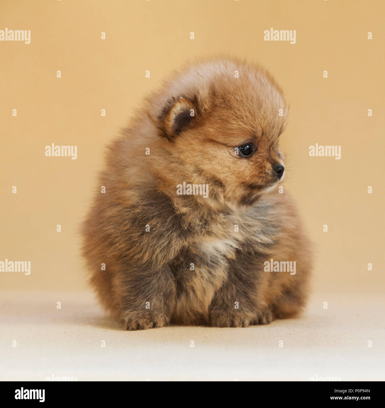 Portrait de chien chiot Pomeranian en studio, avec un fond beige lumière Banque D'Images