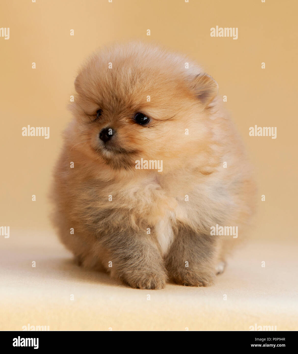 Portrait de chien chiot Pomeranian en studio, avec un fond beige lumière Banque D'Images