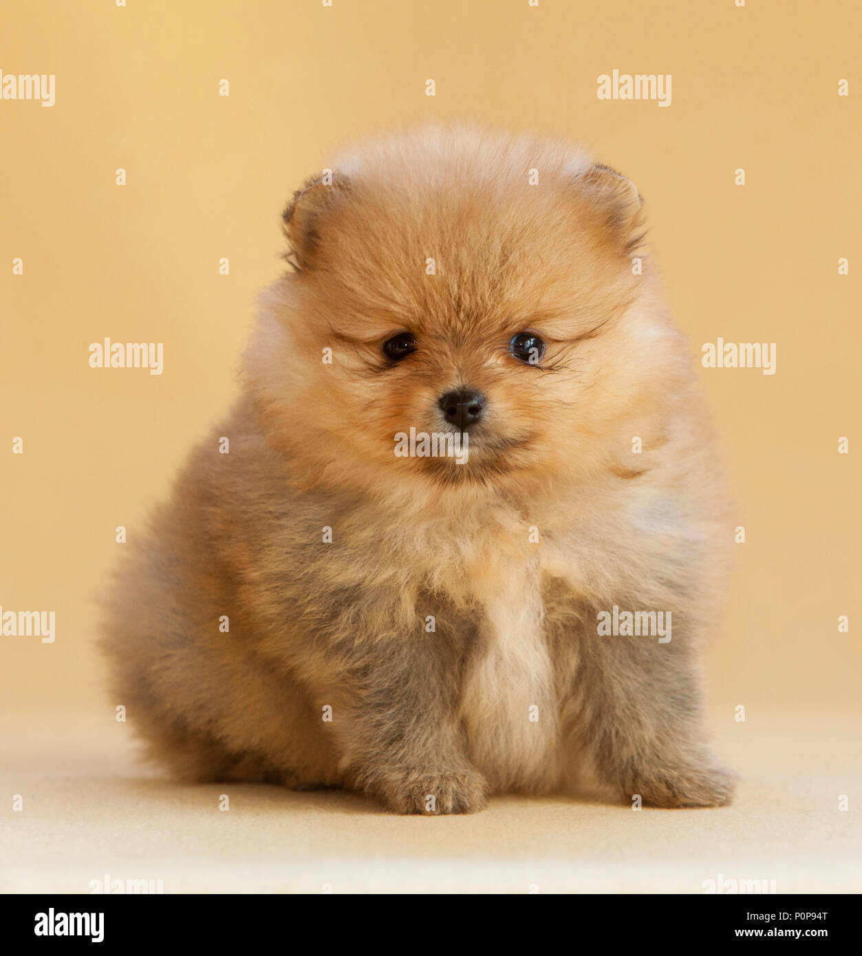 Portrait de chien chiot Pomeranian en studio, avec un fond beige lumière Banque D'Images