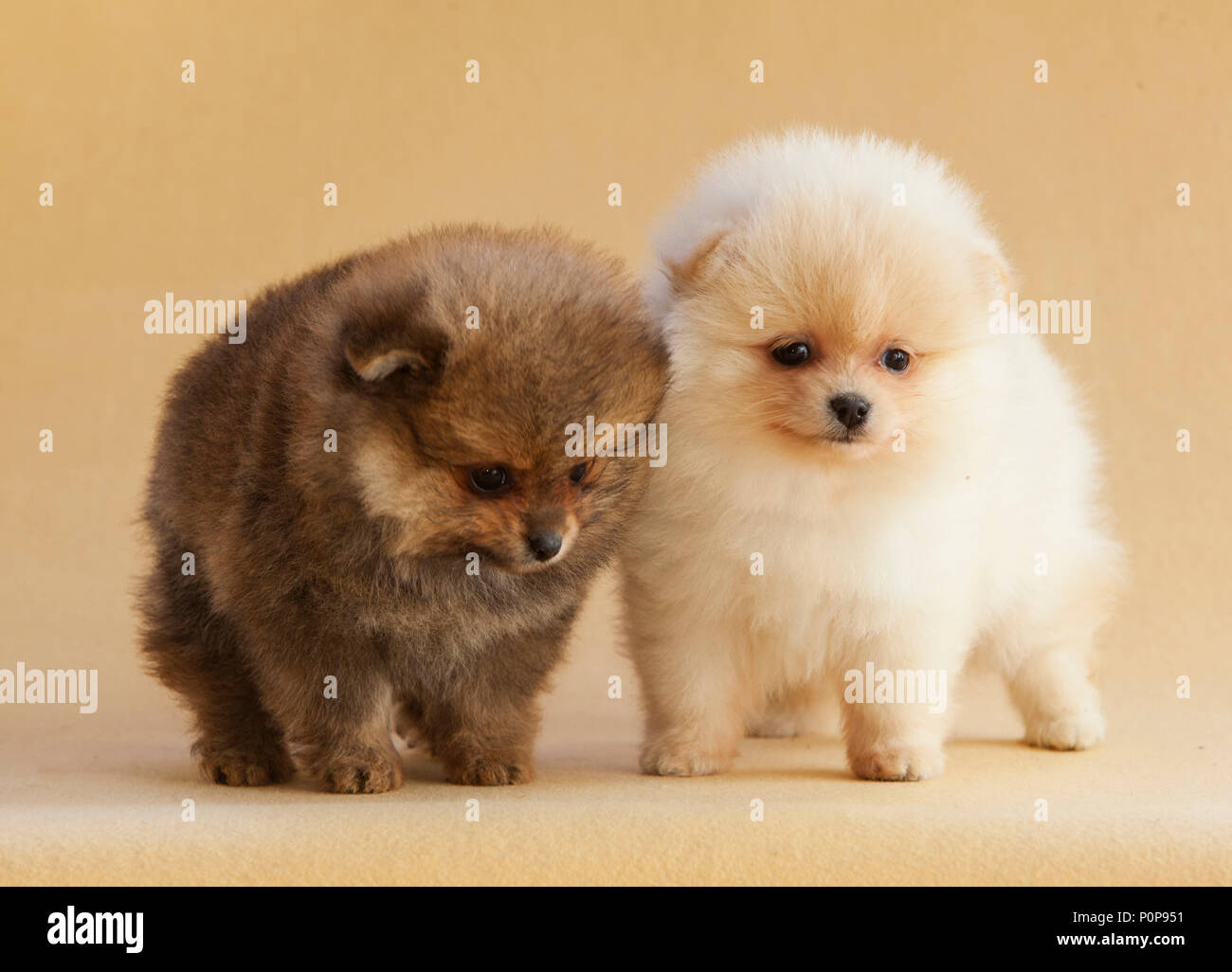 Couple de jolie chiot Pomeranian dog Portrait en studio avec fond beige lumière Banque D'Images