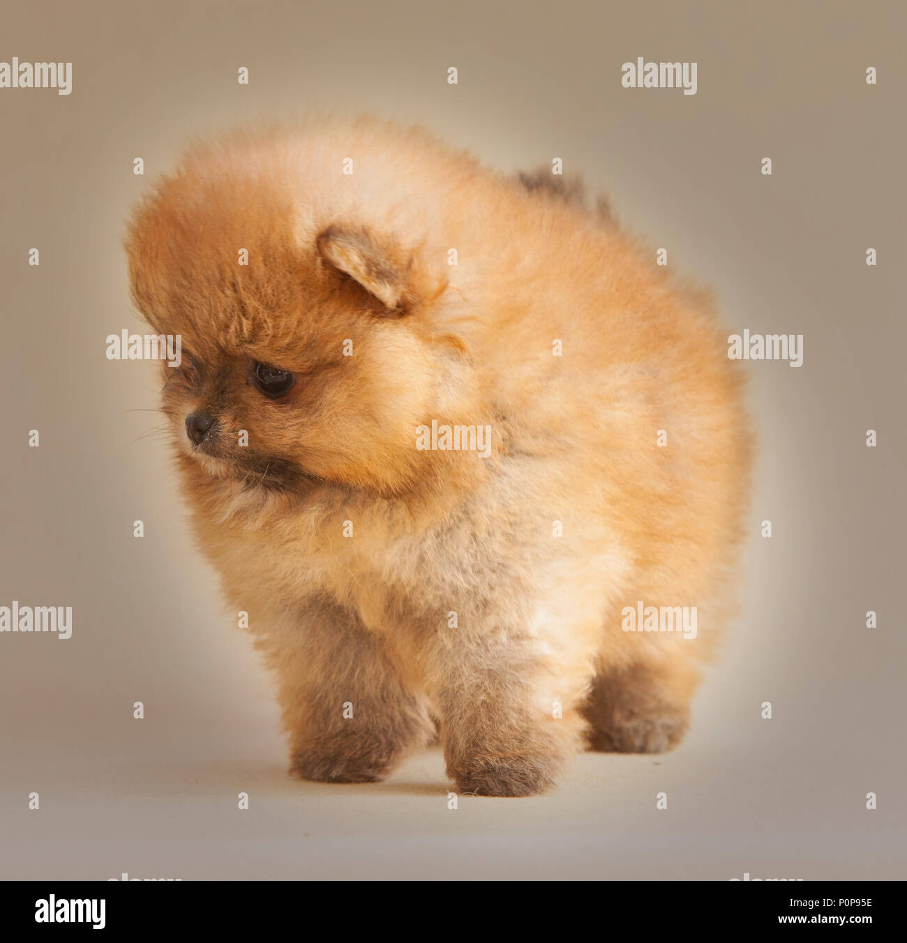 Portrait de chien chiot Pomeranian en studio, avec un fond beige lumière Banque D'Images