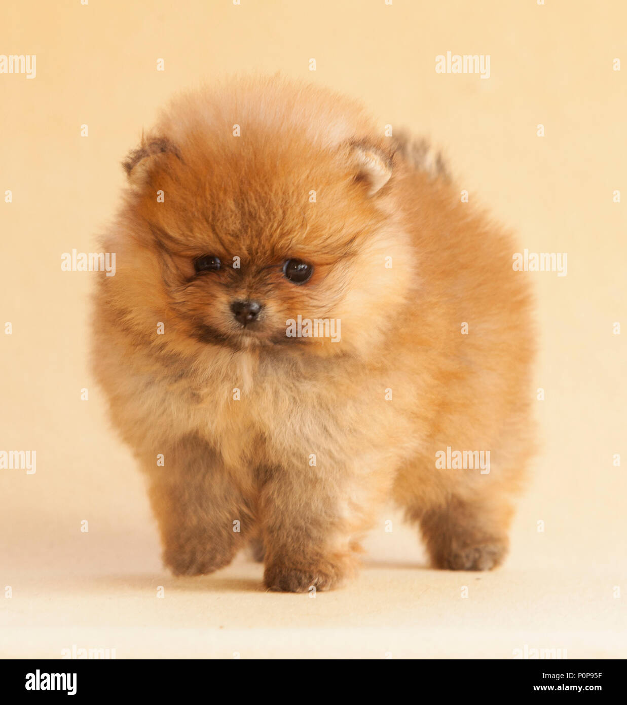 Portrait de chien chiot Pomeranian en studio, avec un fond beige lumière Banque D'Images