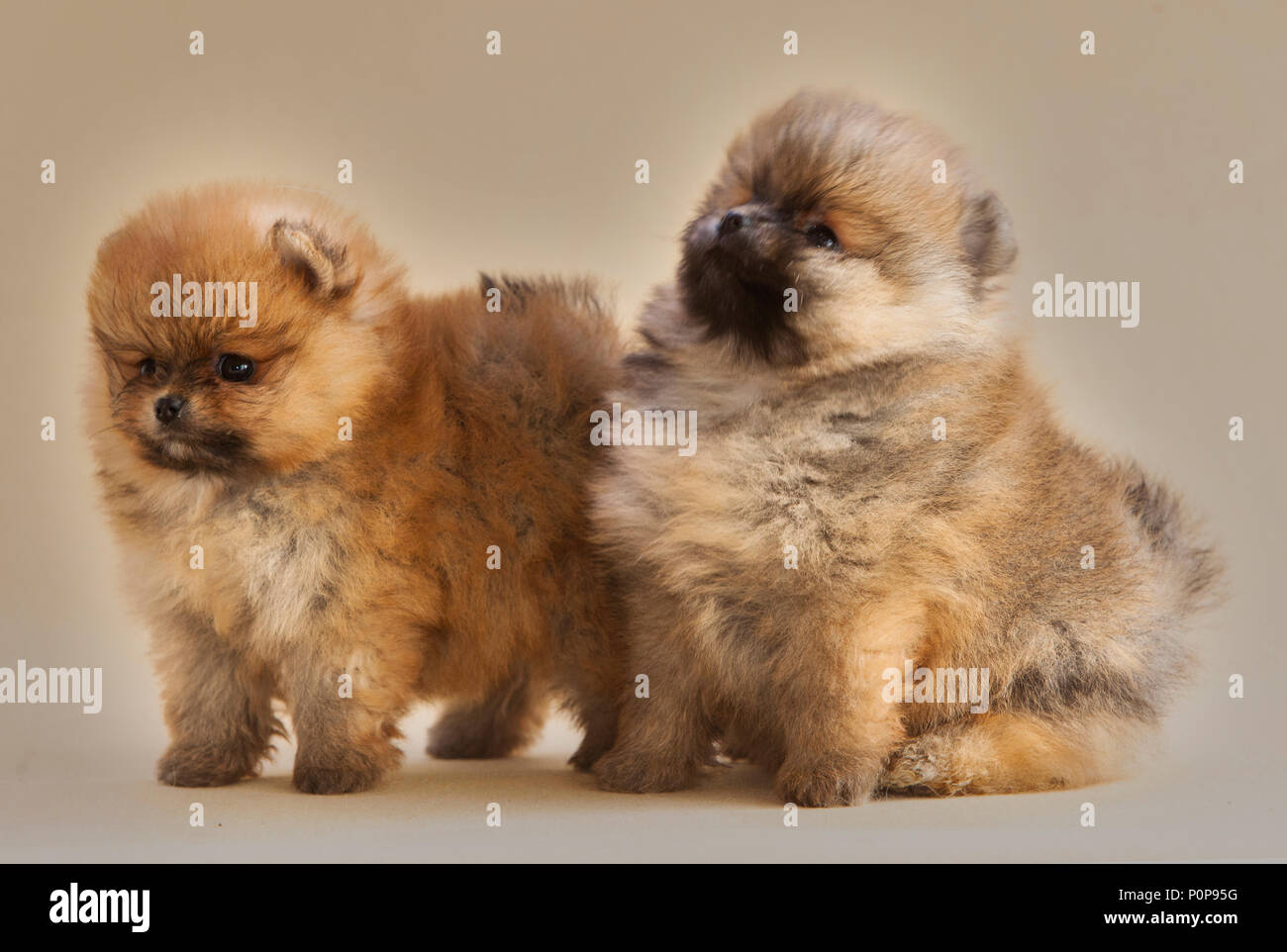 2Couple de chien Pomeranian Portrait en studio avec fond brun Banque D'Images