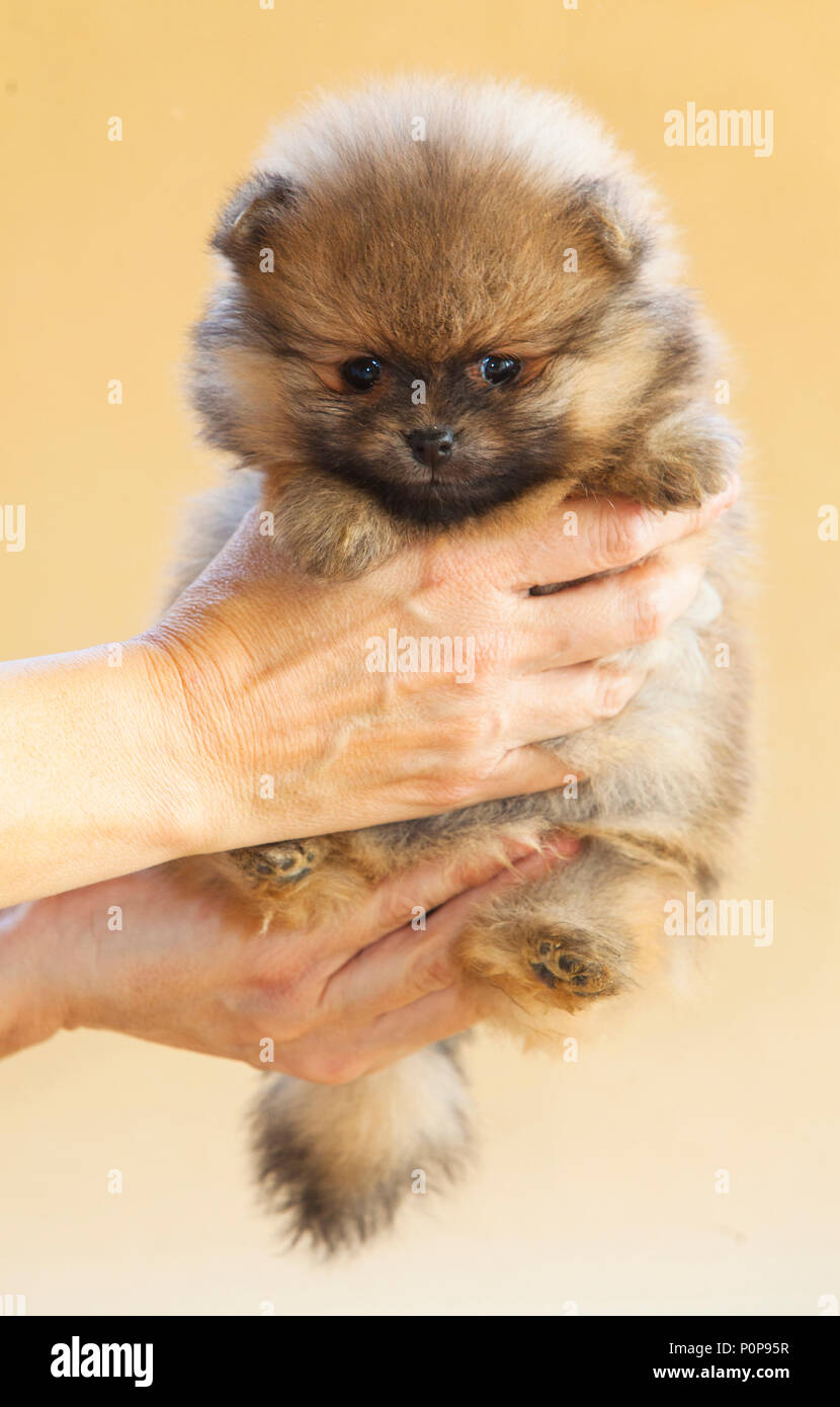 Chiot Pomeranian dog dans les mains avec la lumière fond beige Banque D'Images