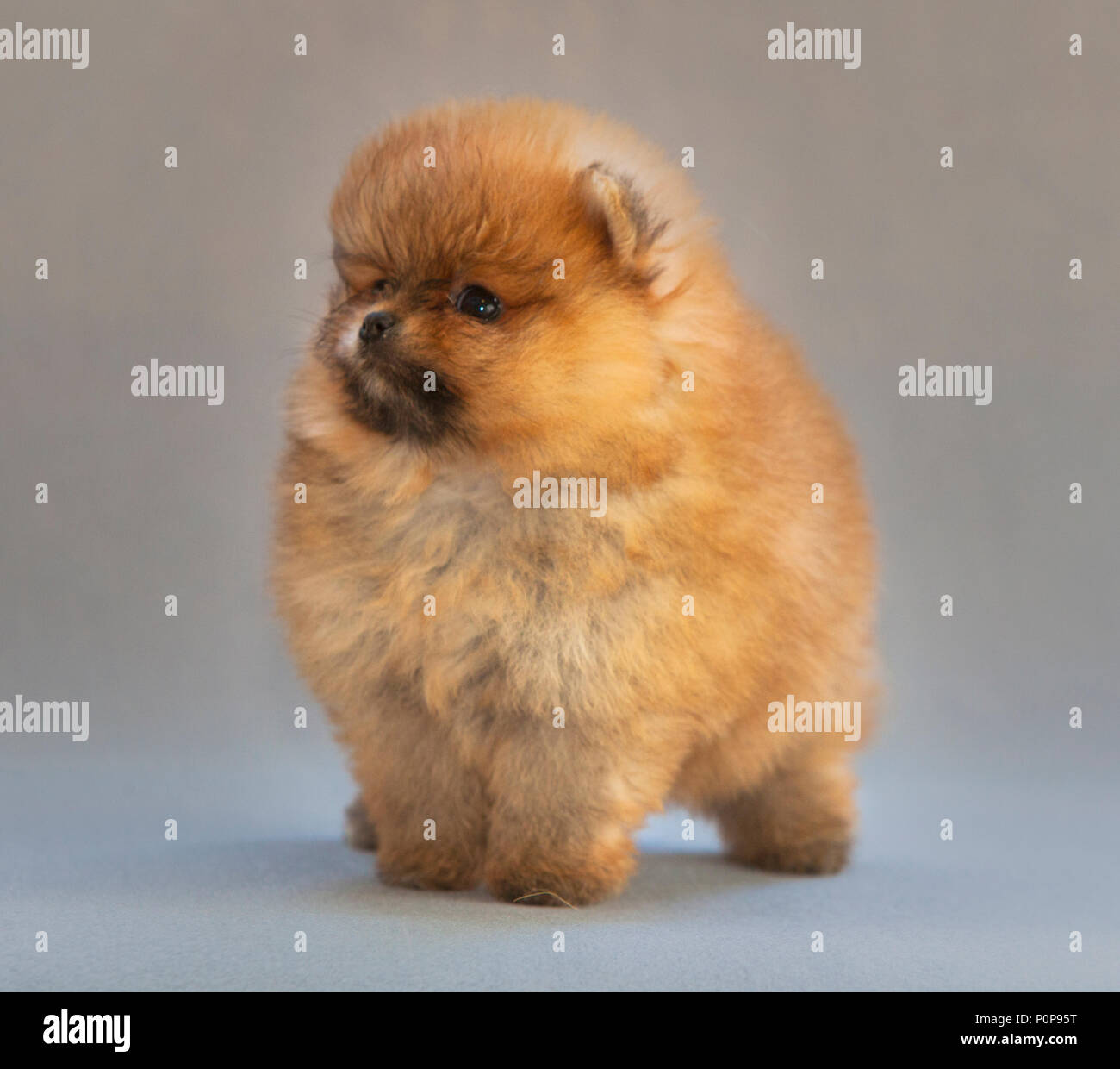 Portrait de chien chiot Pomeranian en studio, avec un arrière-plan gris Banque D'Images