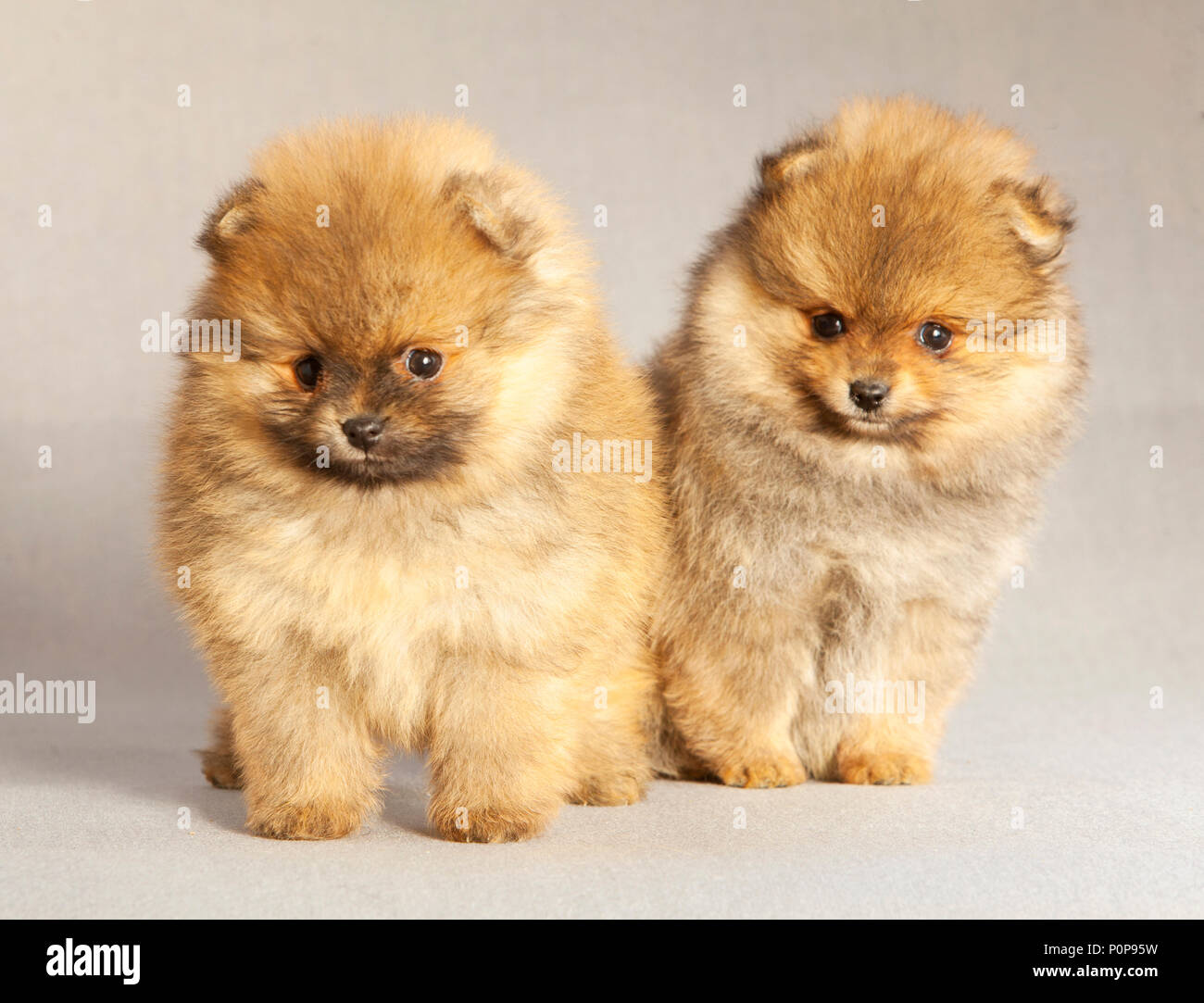 Couple de chiot Pomeranian dog Portrait en studio, avec un arrière-plan gris Banque D'Images