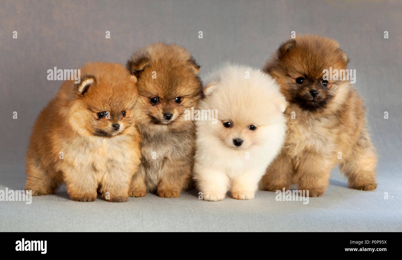 Portrait de chien chiot Pomeranian quatre en studio, avec un fond gris clair Banque D'Images